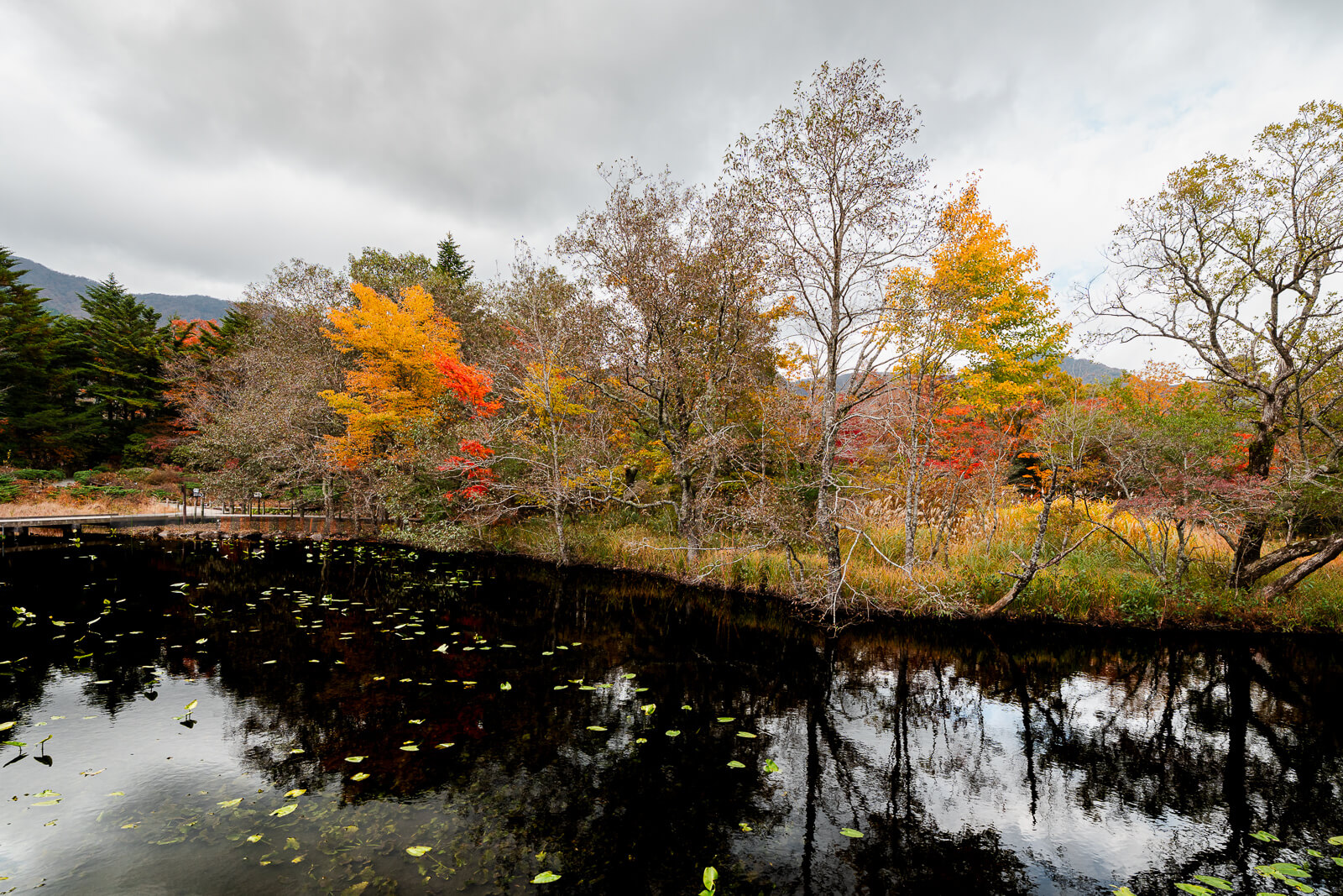 Pond reflecting autumn trees at Hakone Botanical Garden of Wetlands in Sengokuhara