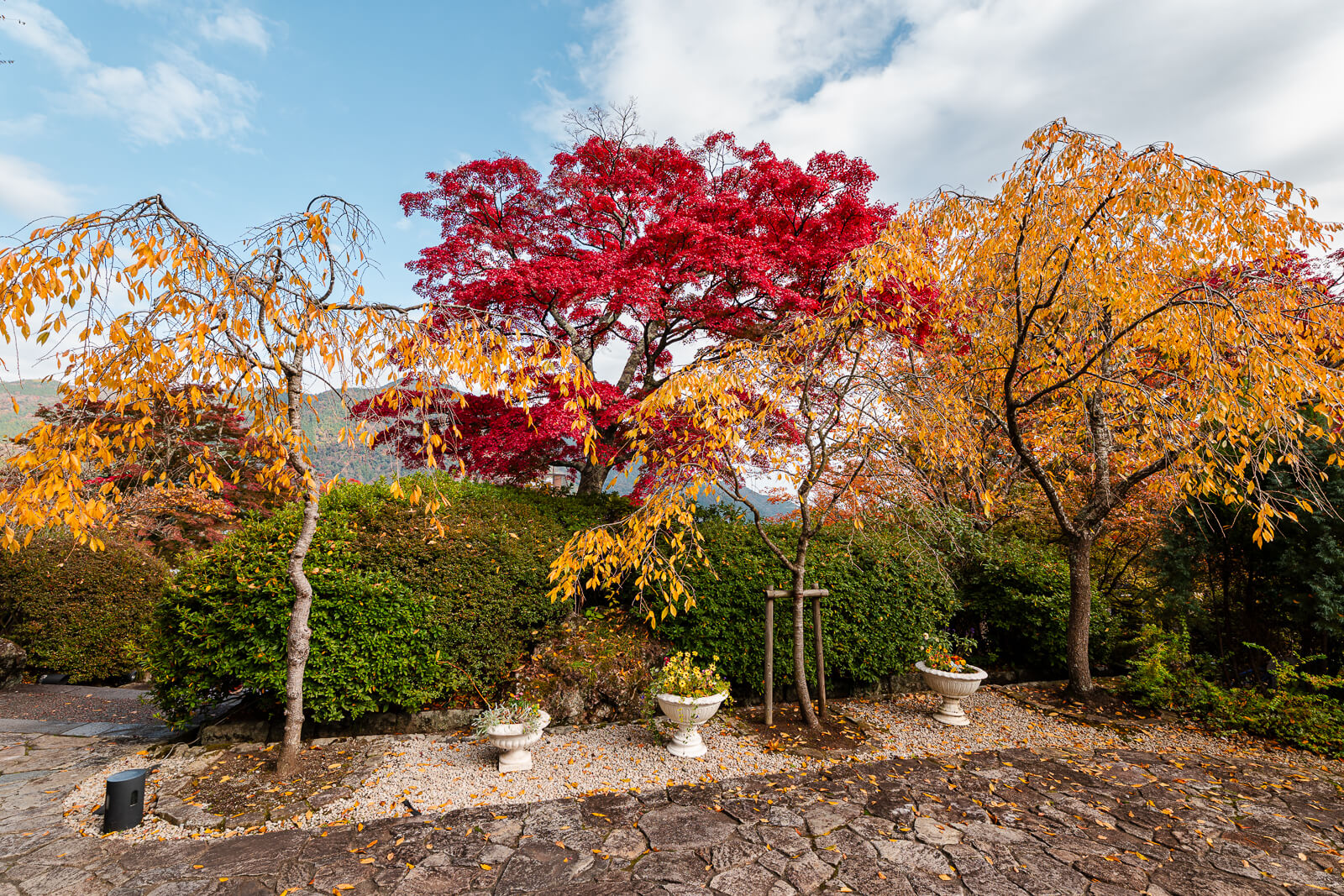 Red and yellow autumn trees with the Hakone mountains behind Gora Park
