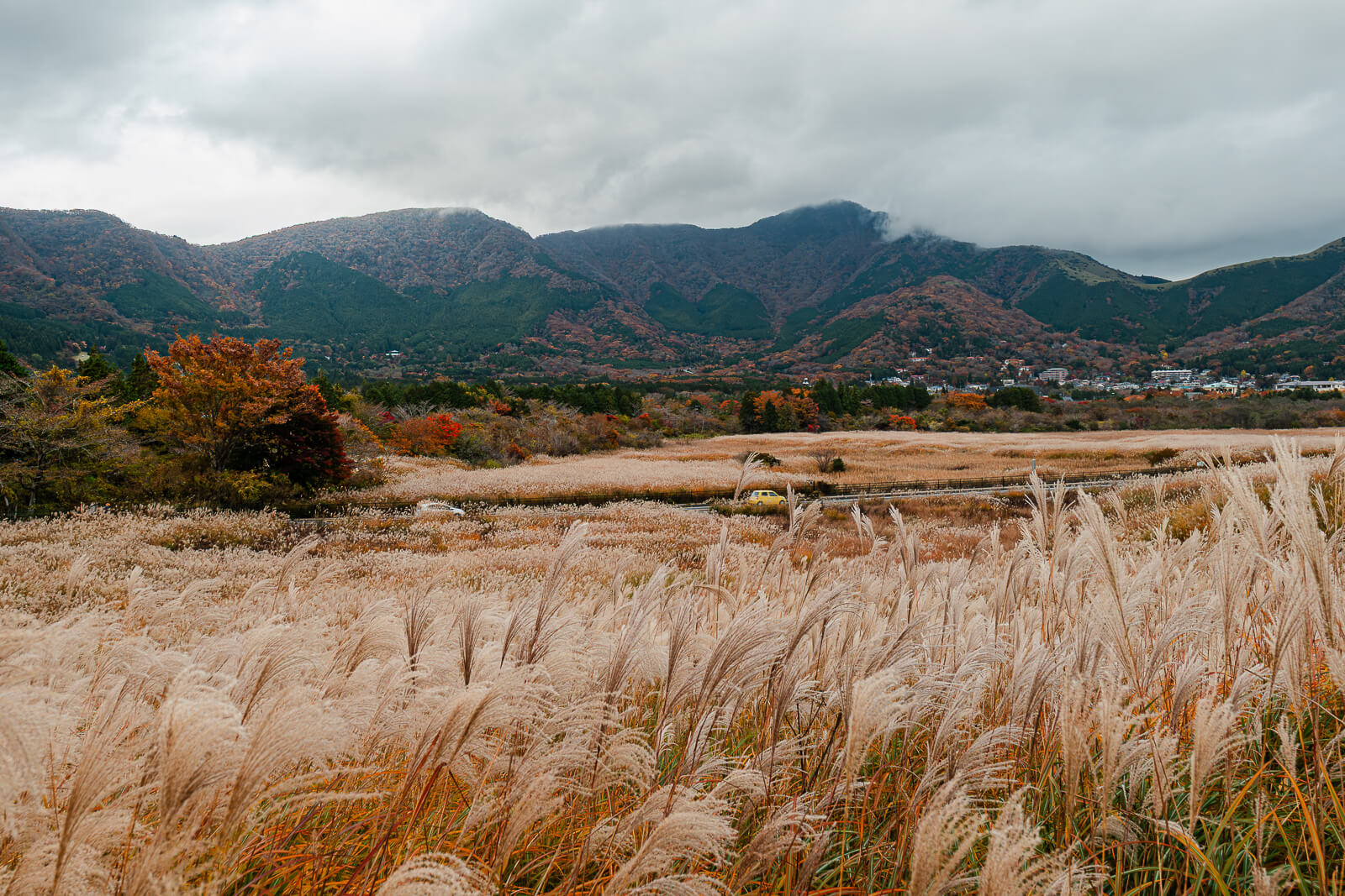 Golden susuki grass fields stretching toward autumn-colored mountains in Sengokuhara, Hakone