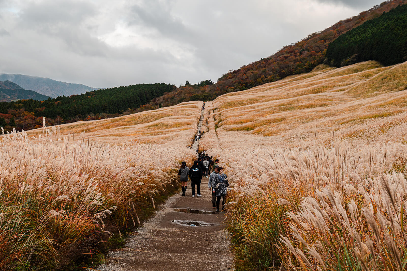 Walking path through golden susuki grass fields in Sengokuhara, Hakone