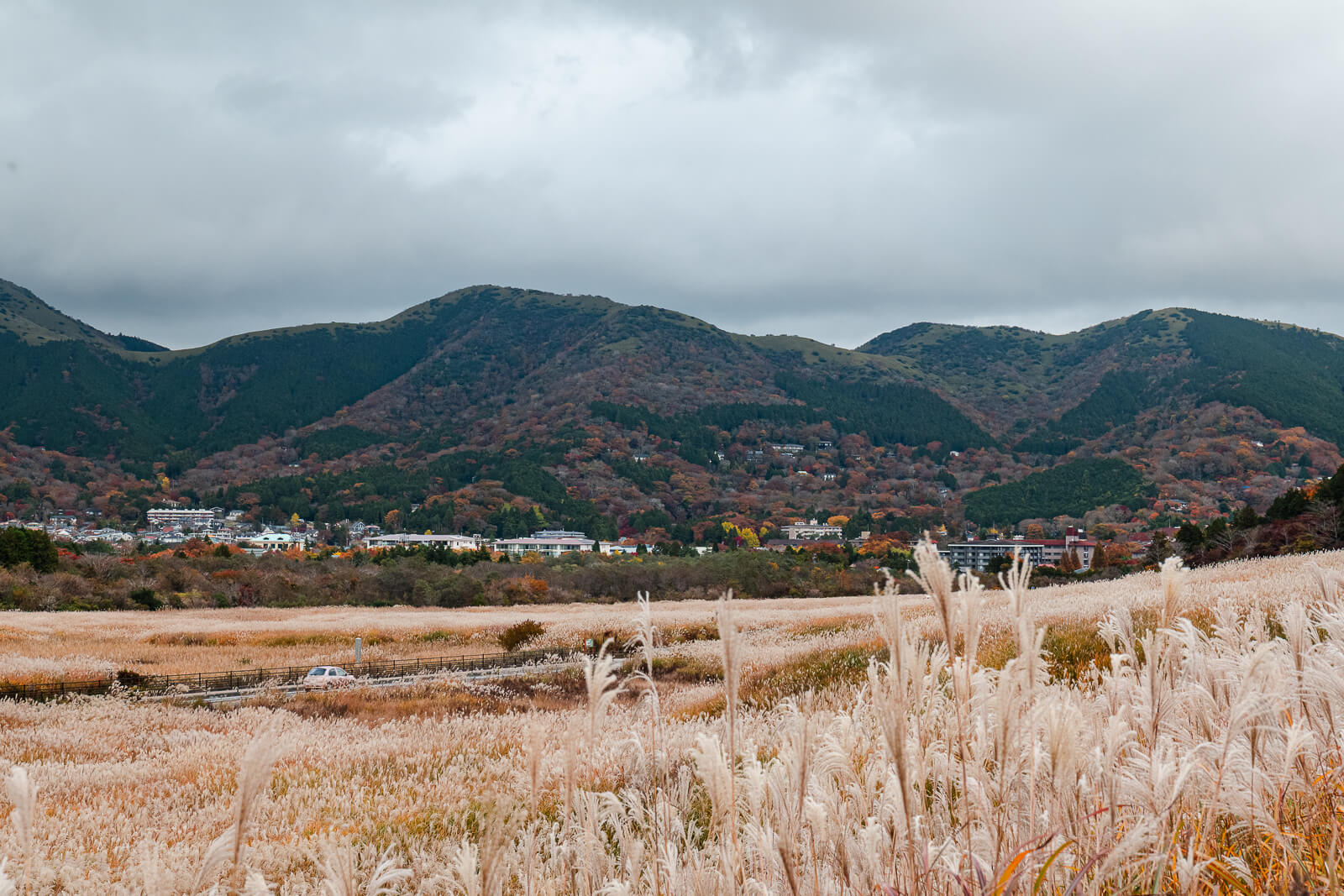 Golden susuki grass fields below the mountains of Sengokuhara in Hakone