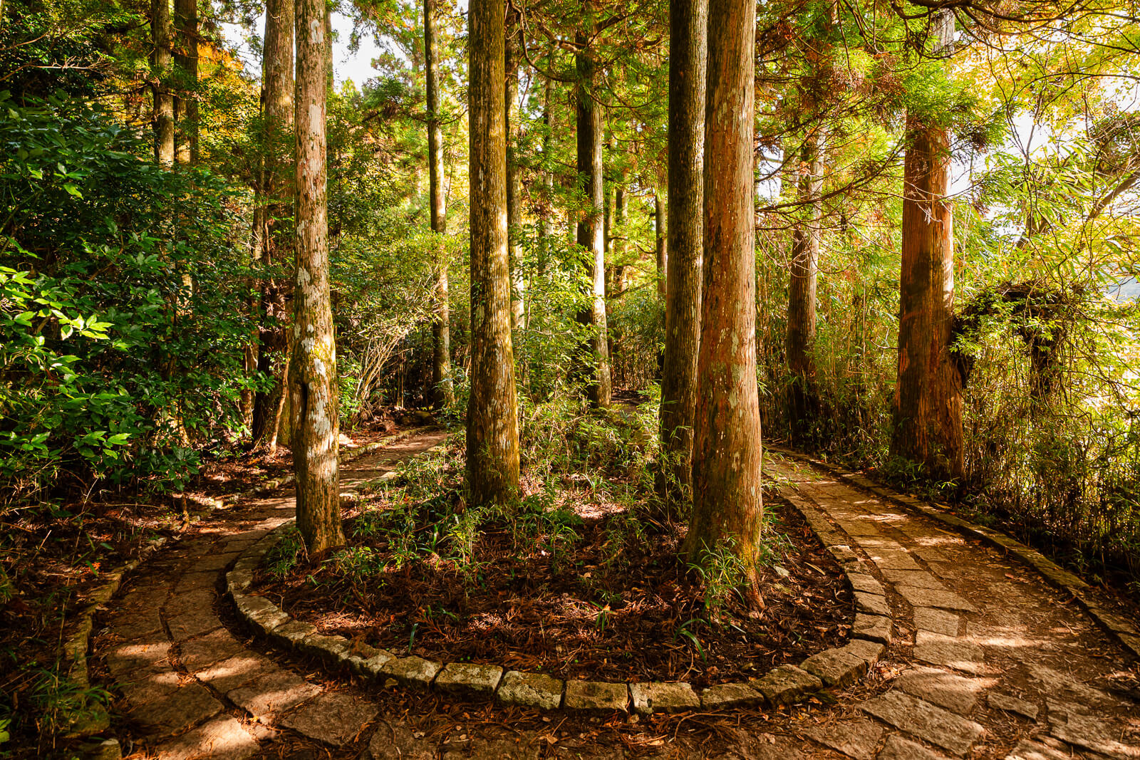 Tall cedars and exposed roots beside the lakeside path to Hakone Shrine in Motohakone