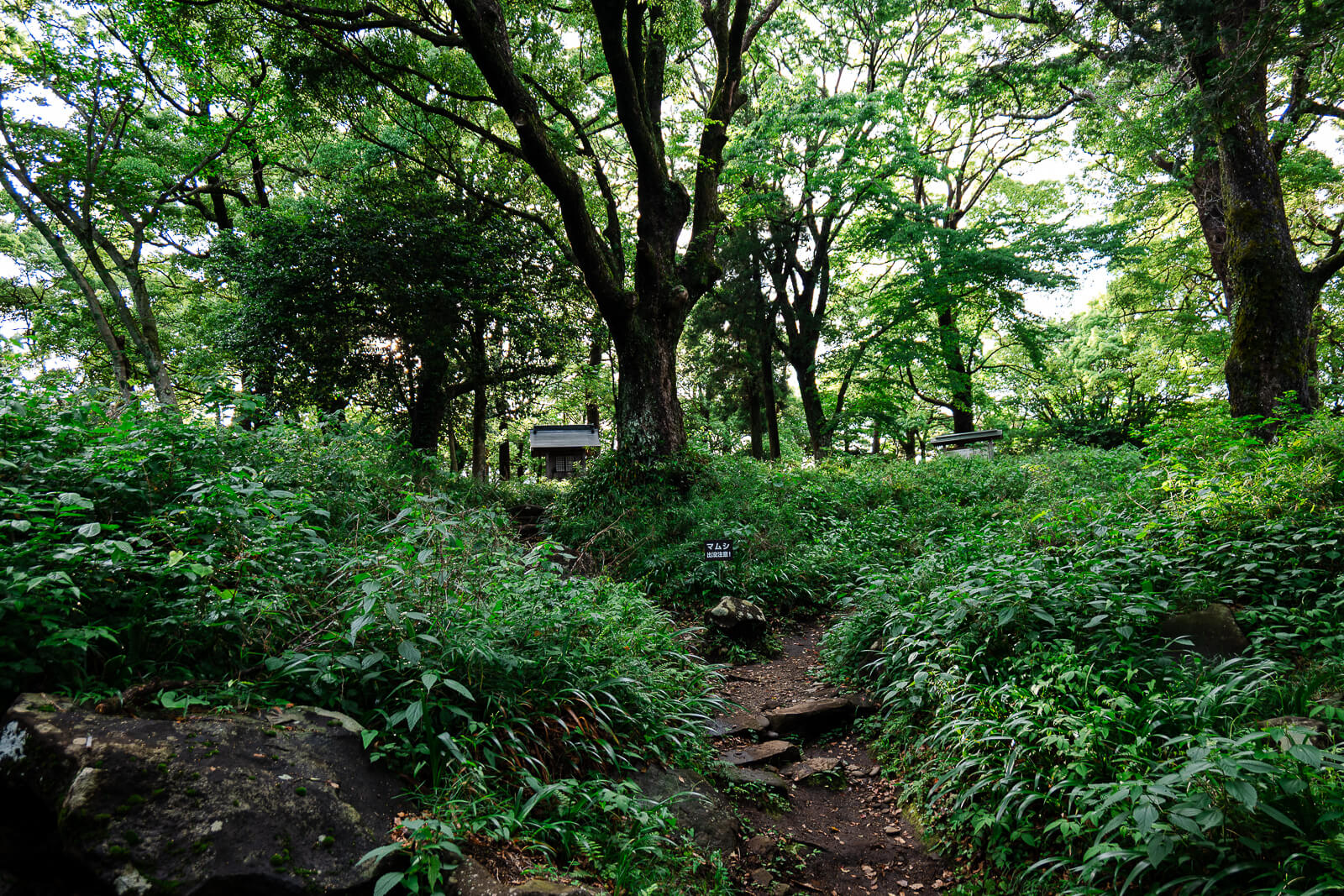 Wooded path through Ishigakiyama Castle Ruins in Odawara