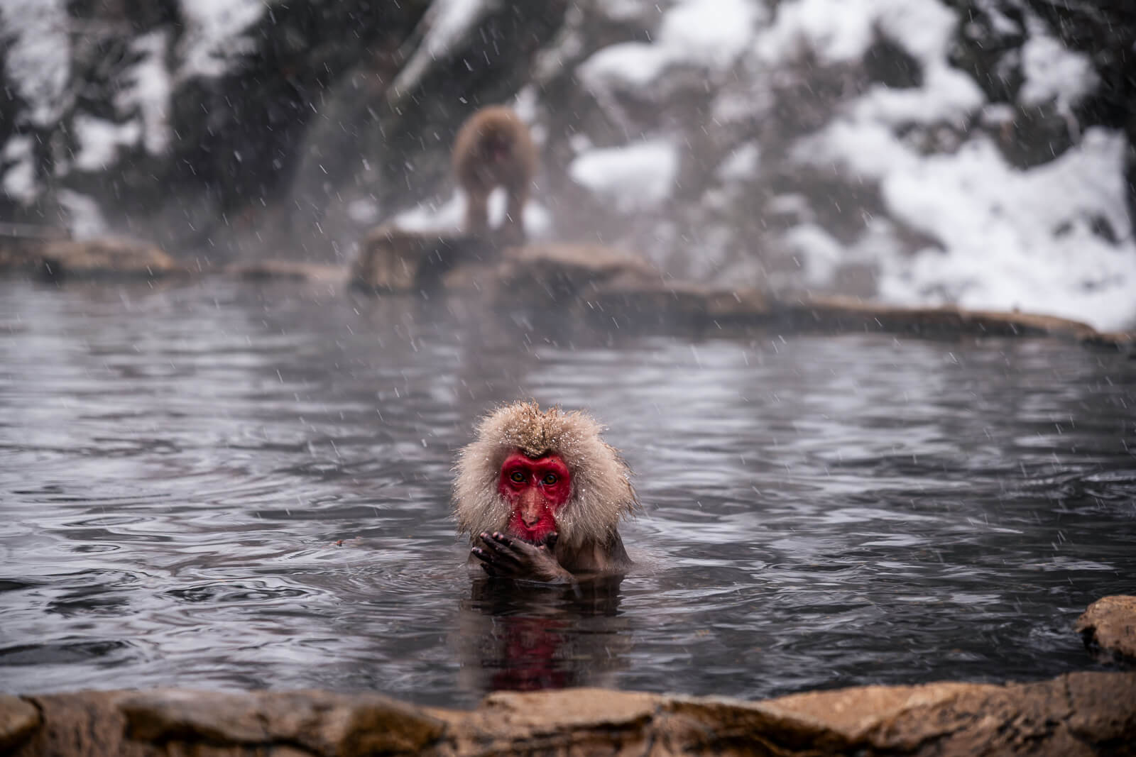 Close-up of a Japanese macaque resting in the hot spring with snow falling