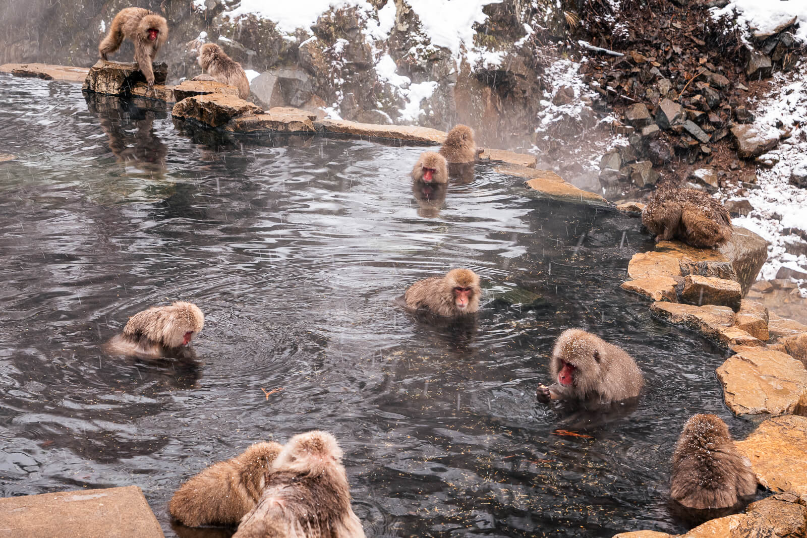 Wide view of snow monkeys relaxing in the steaming onsen surrounded by snow