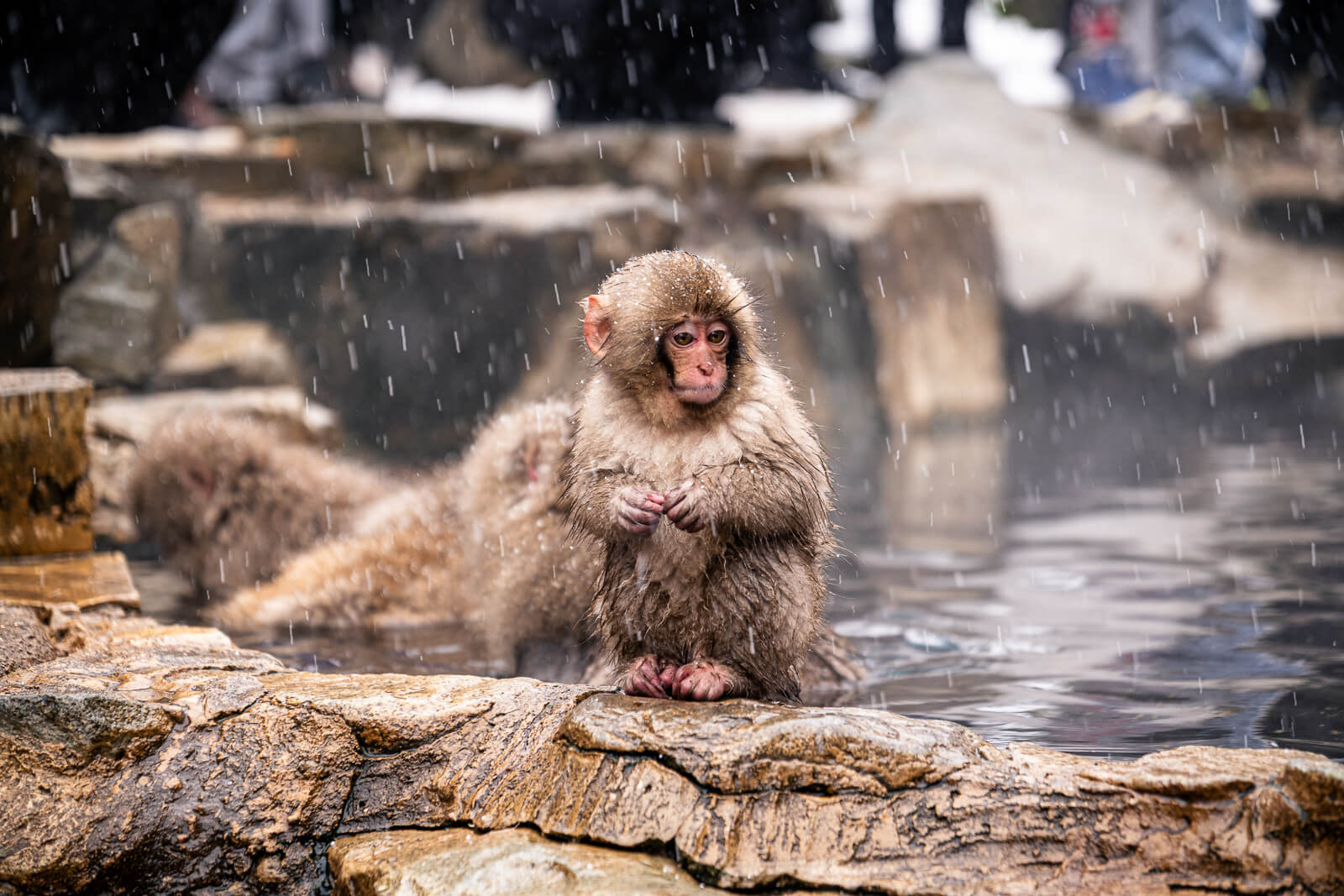 Close-up of a Japanese macaque resting in the hot spring with snow falling