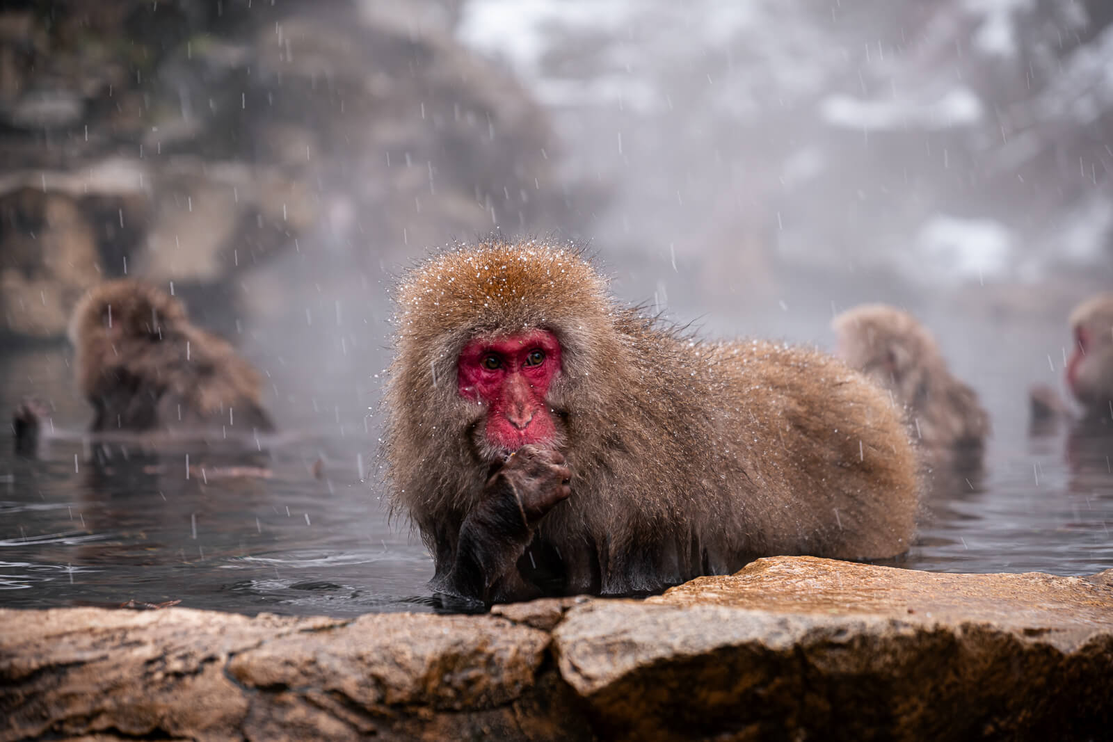 Close-up of a Japanese macaque resting in the hot spring with snow falling