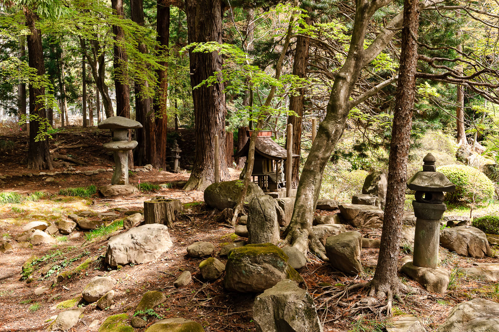 Stone features and moss beneath trees at Jiunji Temple in Shimosuwa