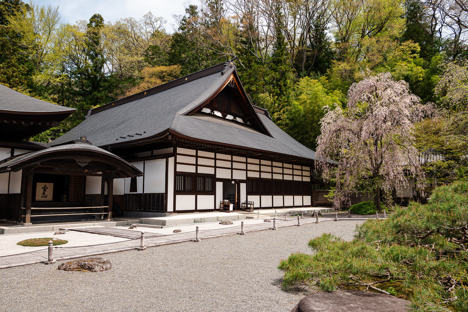 Main hall and weeping cherry tree at Jiunji Temple in Shimosuwa