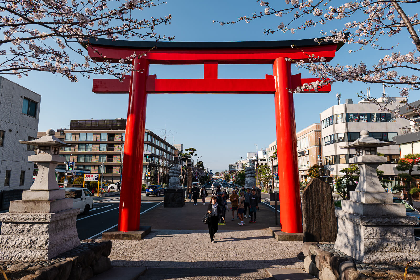Cherry blossoms and pedestrians along the Dankazura walkway