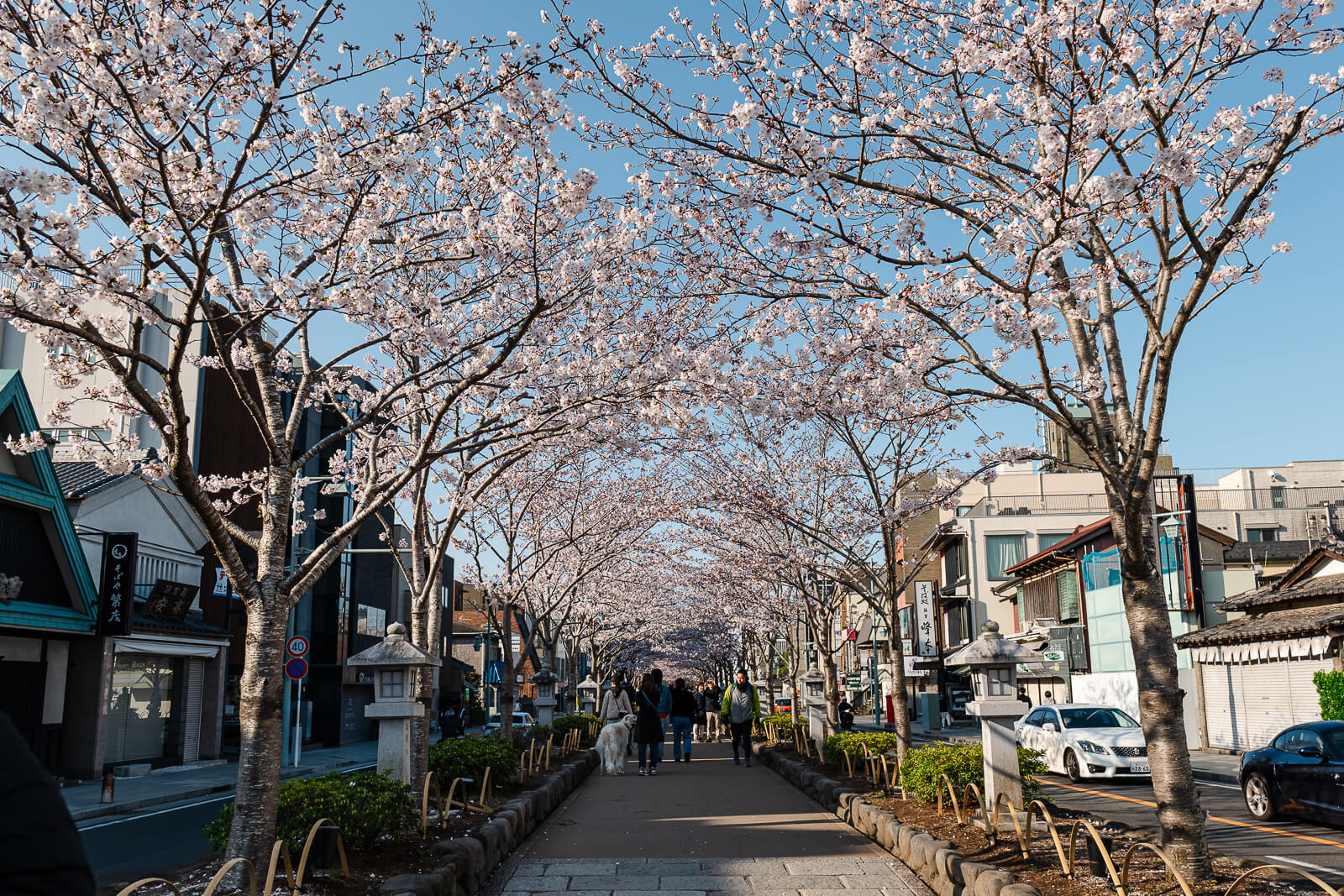 Stone walkway and cherry trees along Dankazura near Tsurugaoka Hachimangu