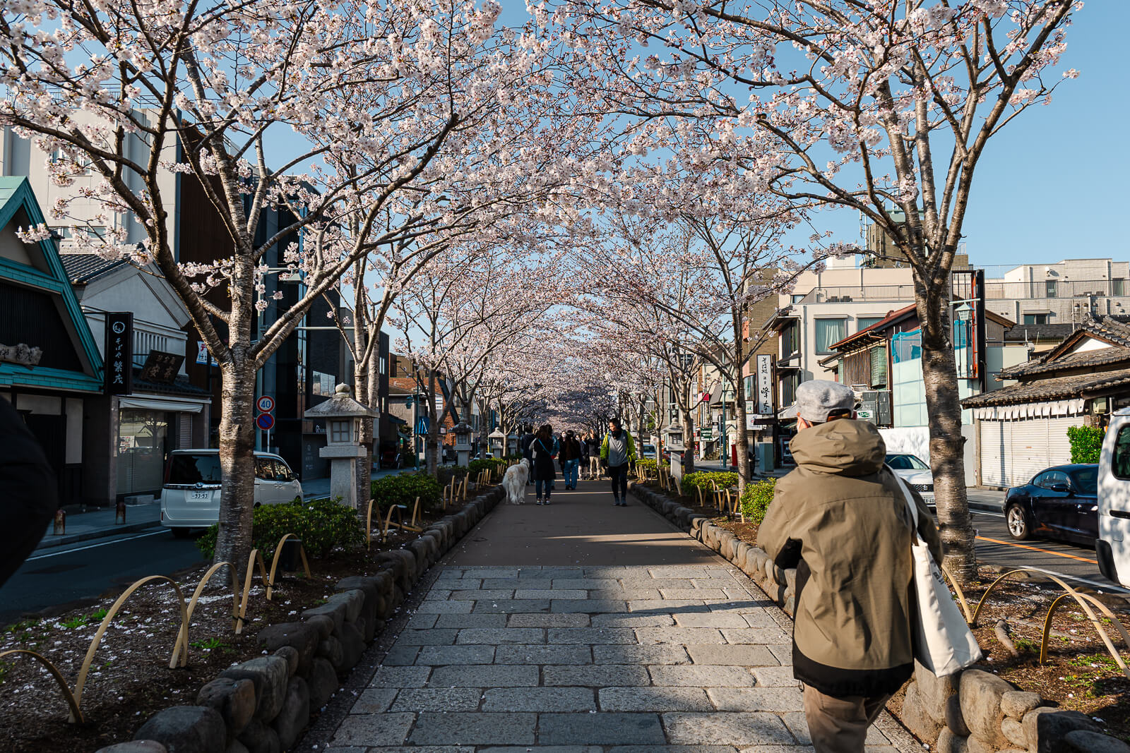 Stone walkway and cherry trees along Dankazura near Tsurugaoka Hachimangu