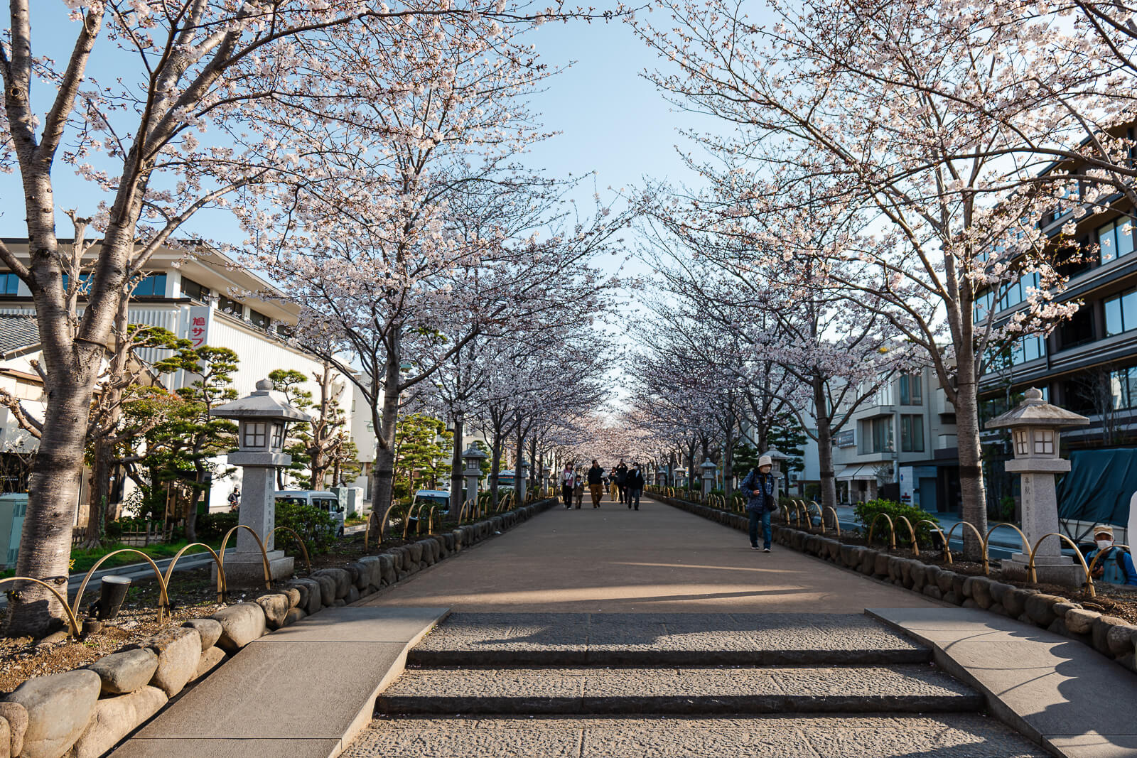 Dankazura raised pedestrian walkway lined with cherry trees in Kamakura