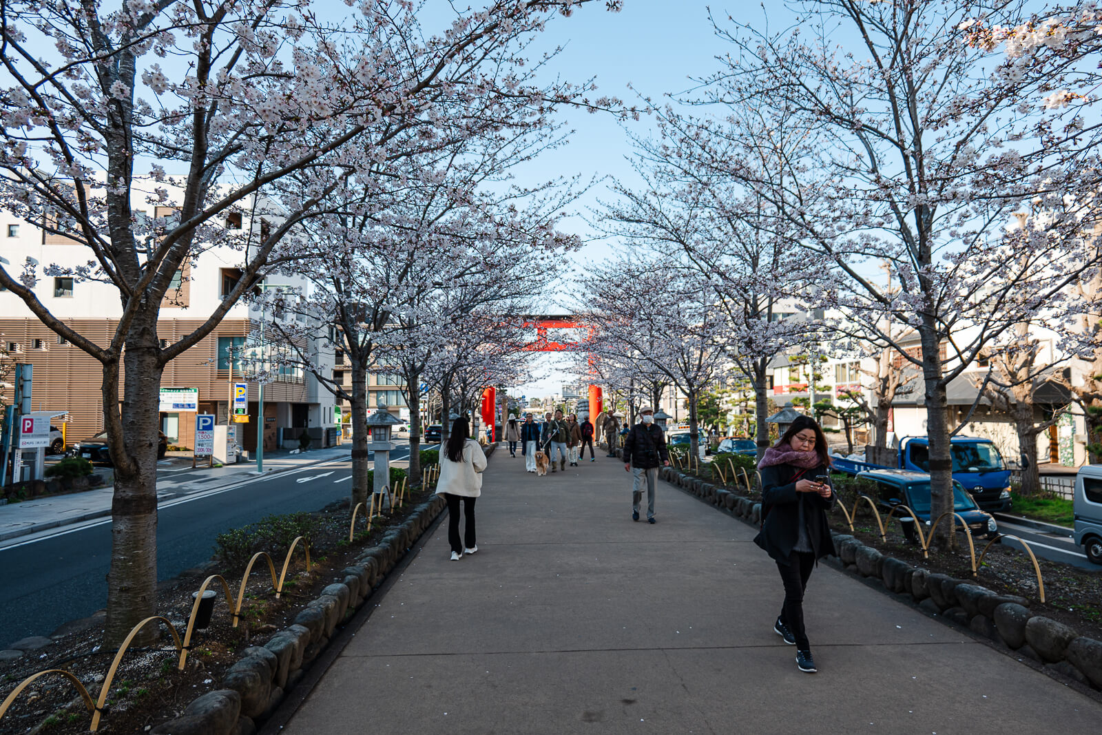 Cherry blossom trees lining the Dankazura walkway in Kamakura