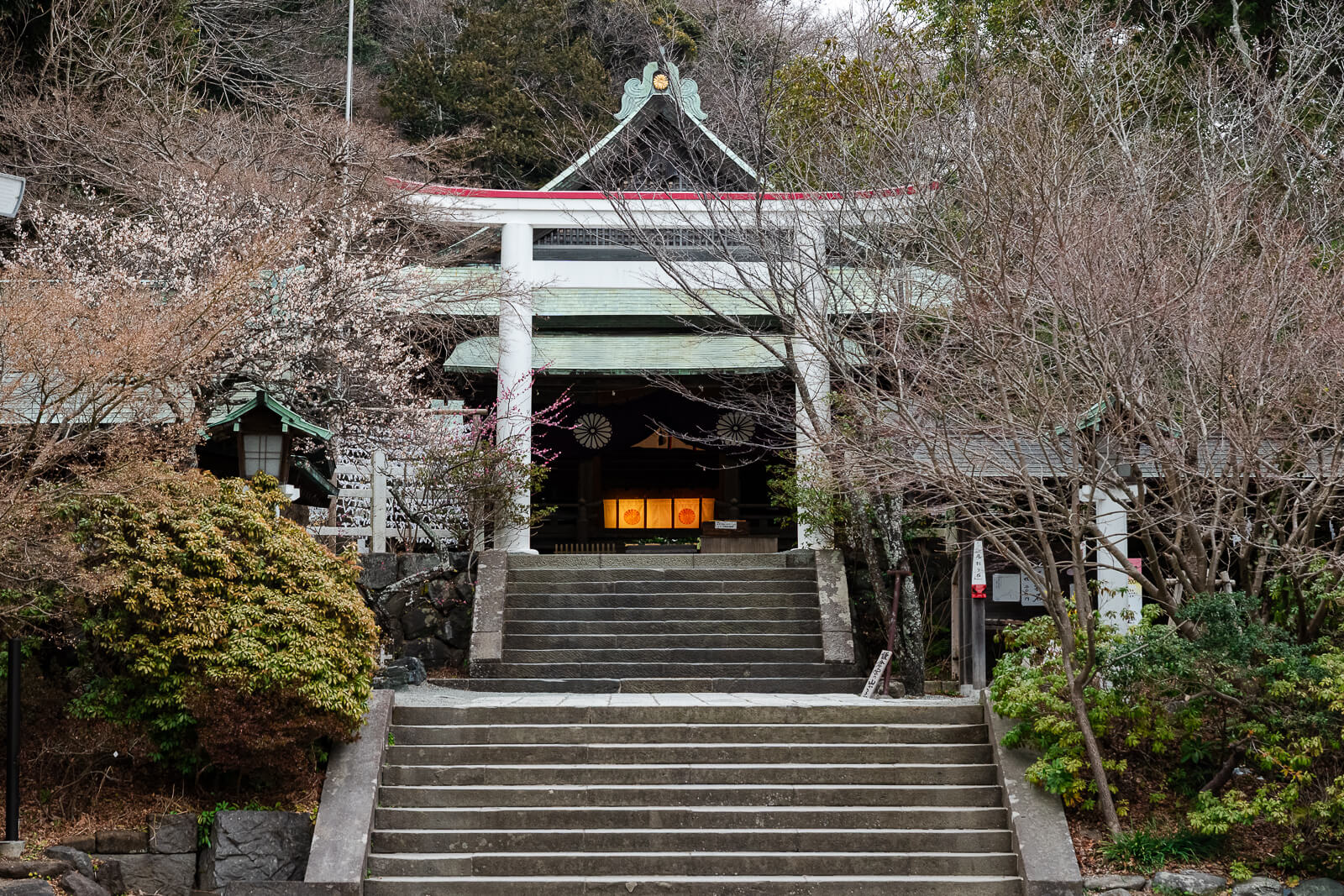 Winter plum blossoms blooming in front of the worship hall at Kamakuragū in Kamakura