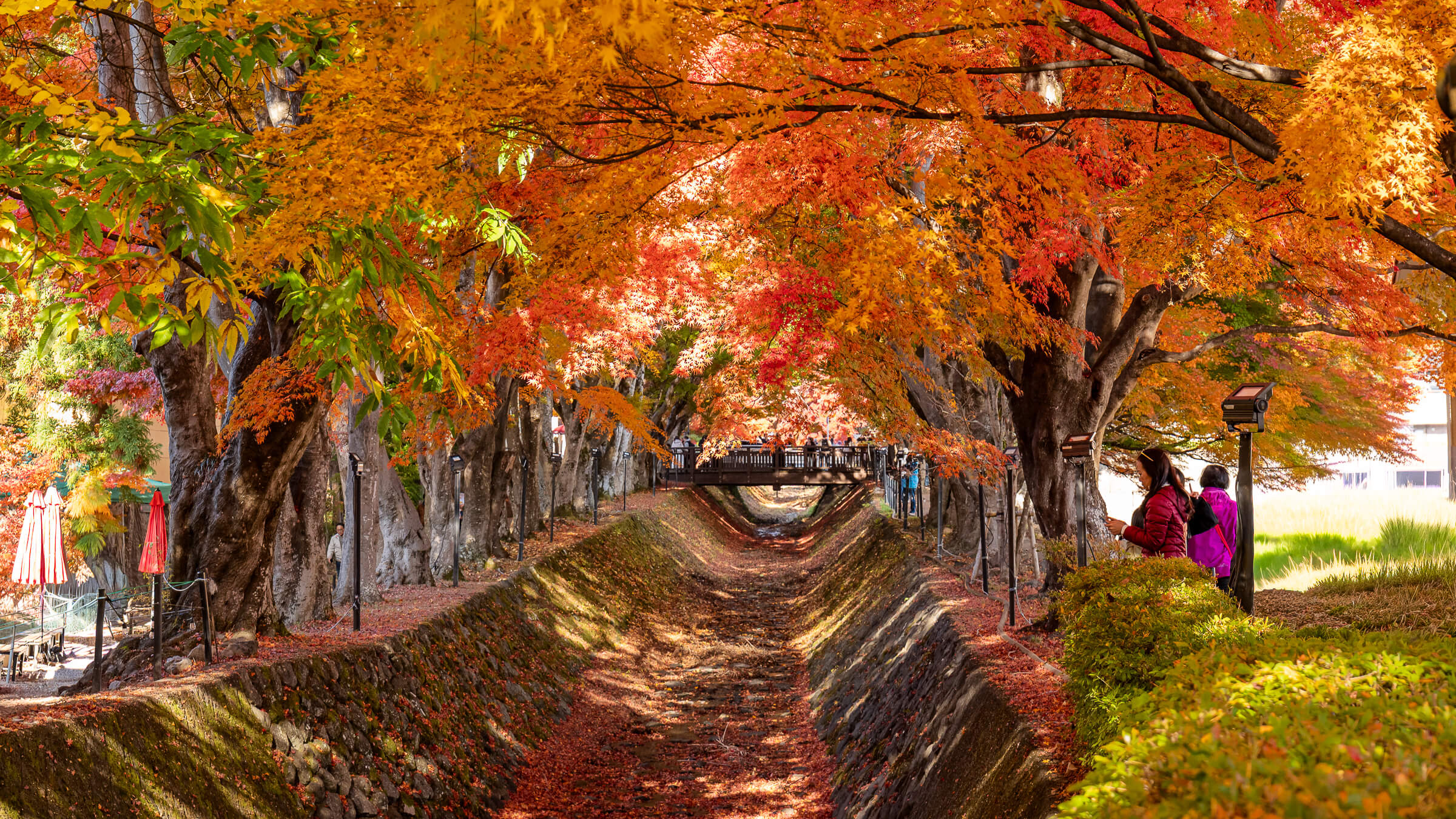Kawaguchiko Maple Corridor: Autumn Colors and Visiting Tips