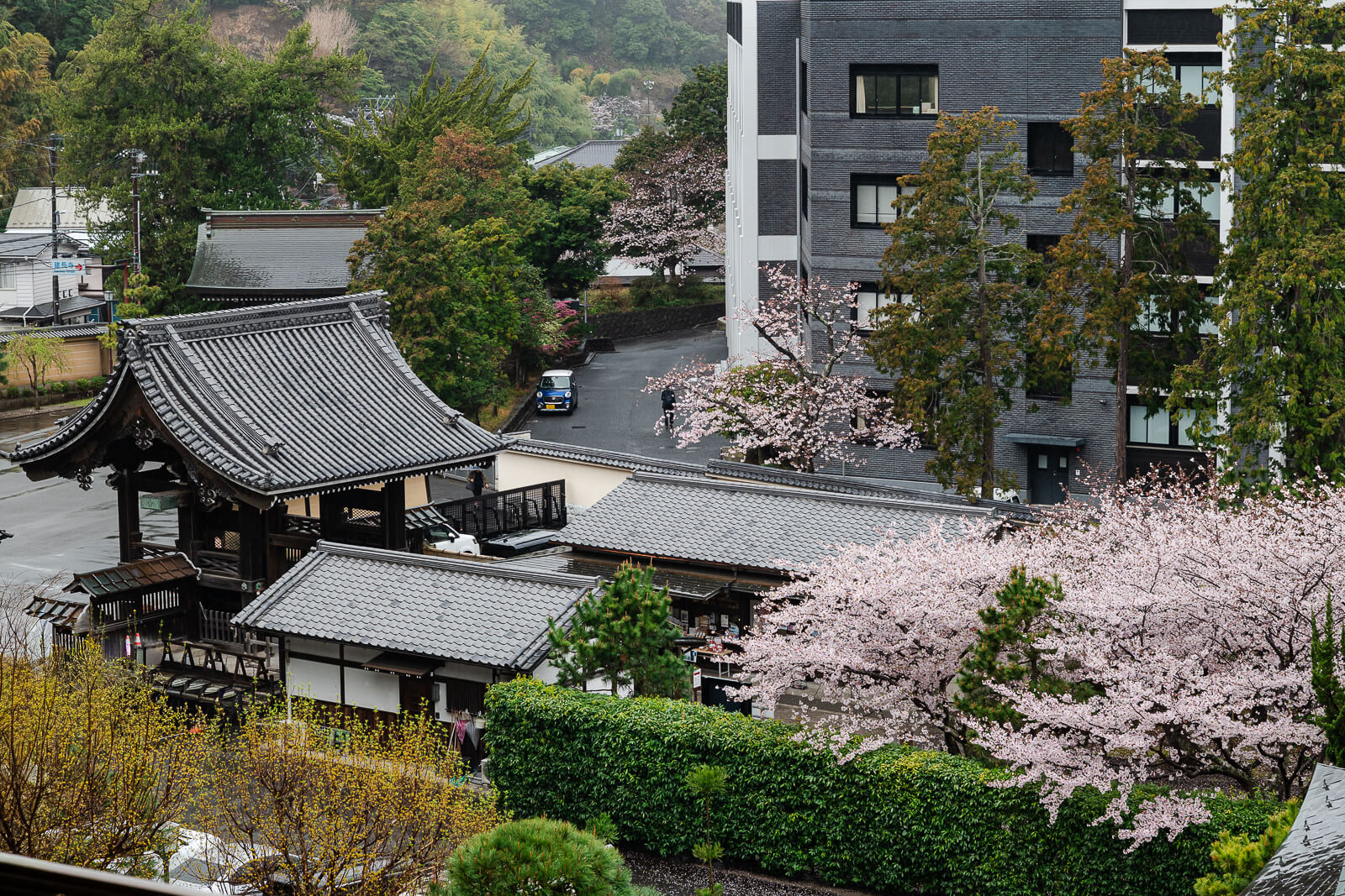 Kenchō-ji Temple rooftops and cherry blossoms beside modern buildings near central Kamakura