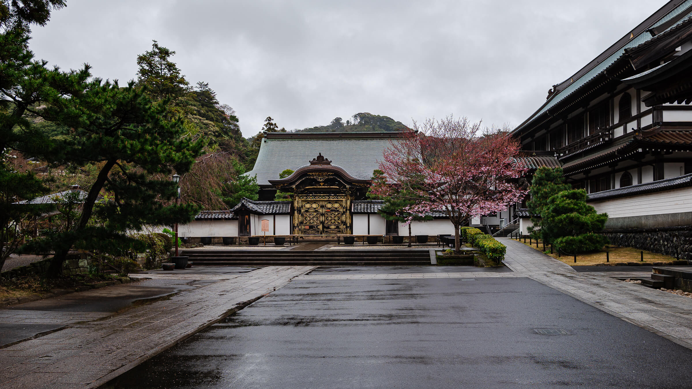Kara-mon Gate framed by cherry blossoms during spring at Kencho-ji Temple in Kita-Kamakura
