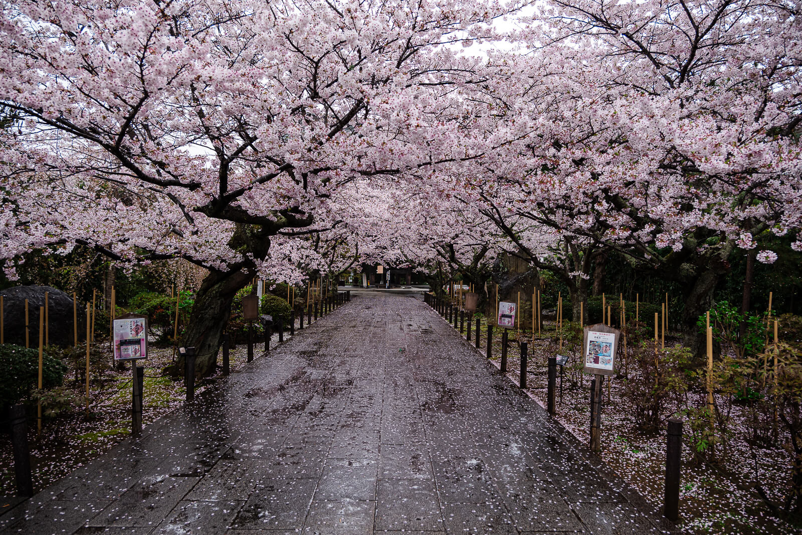 Cherry trees in full bloom along the main approach through Kencho-ji Temple