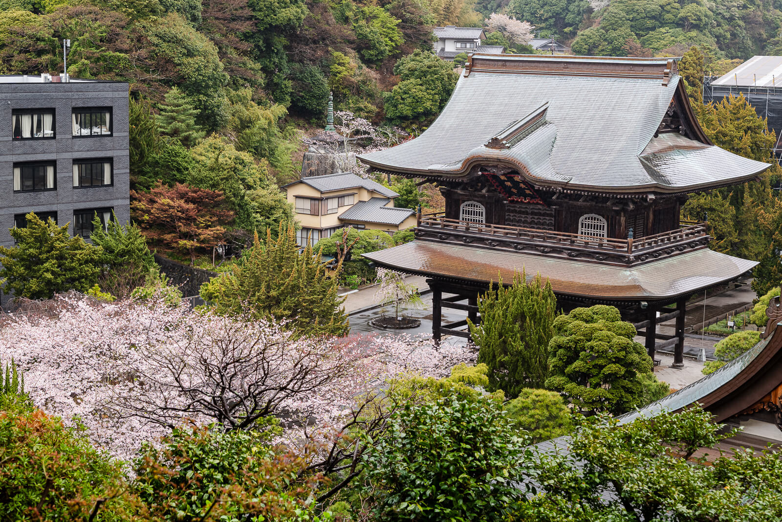 Elevated spring view of the Sanmon Gate and cherry blossoms at Kencho-ji Temple