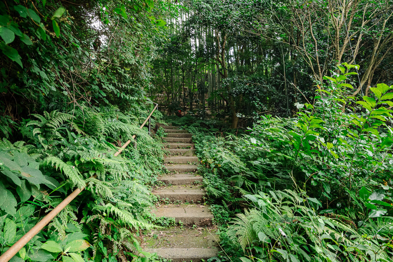Wooded steps at the start of the Daibutsu Hiking Course near Kita-Kamakura
