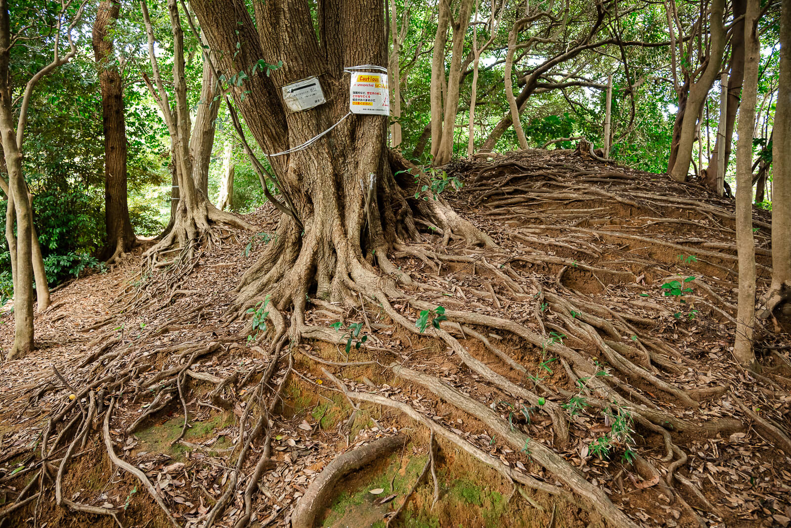 Exposed tree roots crossing the Daibutsu Hiking Course in Kamakura