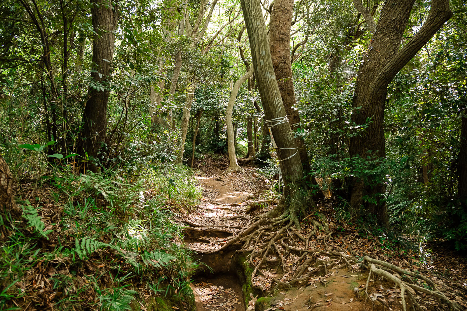 Forest path along the Daibutsu Hiking Course between Kita-Kamakura and Hase