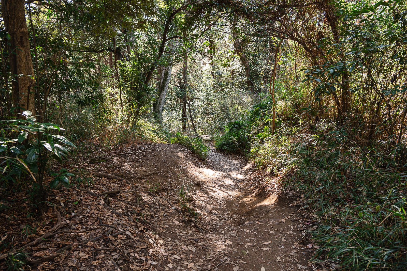 Dirt path through winter woodland on the Daibutsu Hiking Course