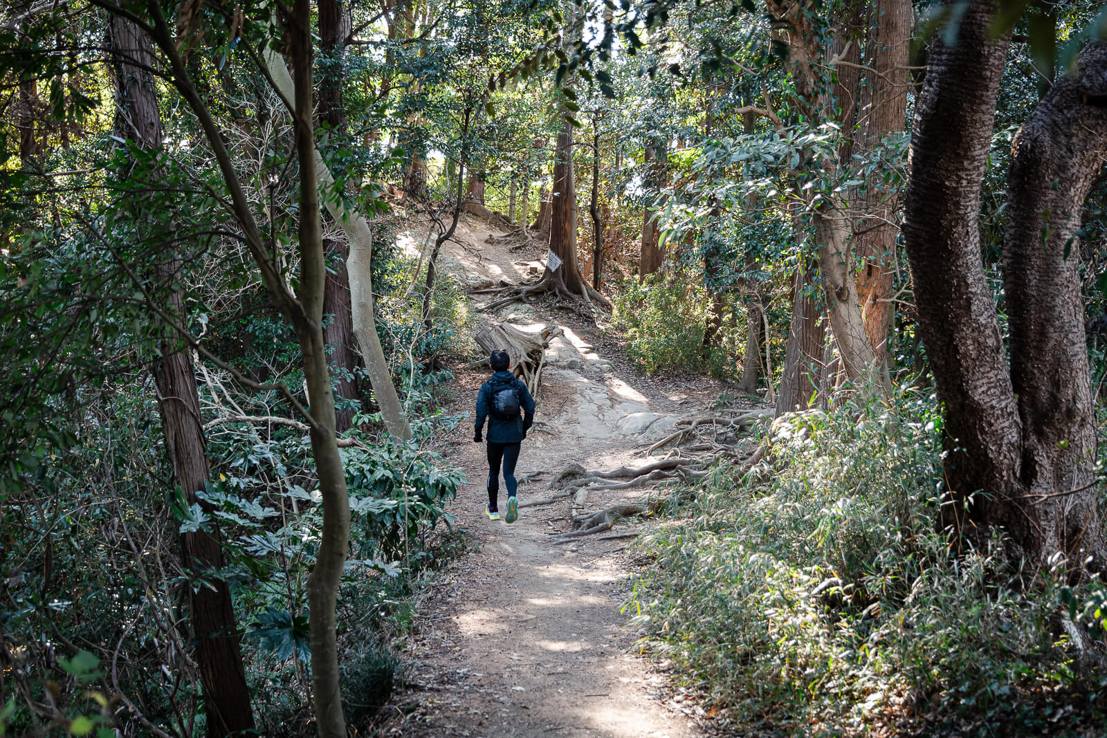 Hiker descending a wooded section of the Daibutsu Hiking Course toward Hase