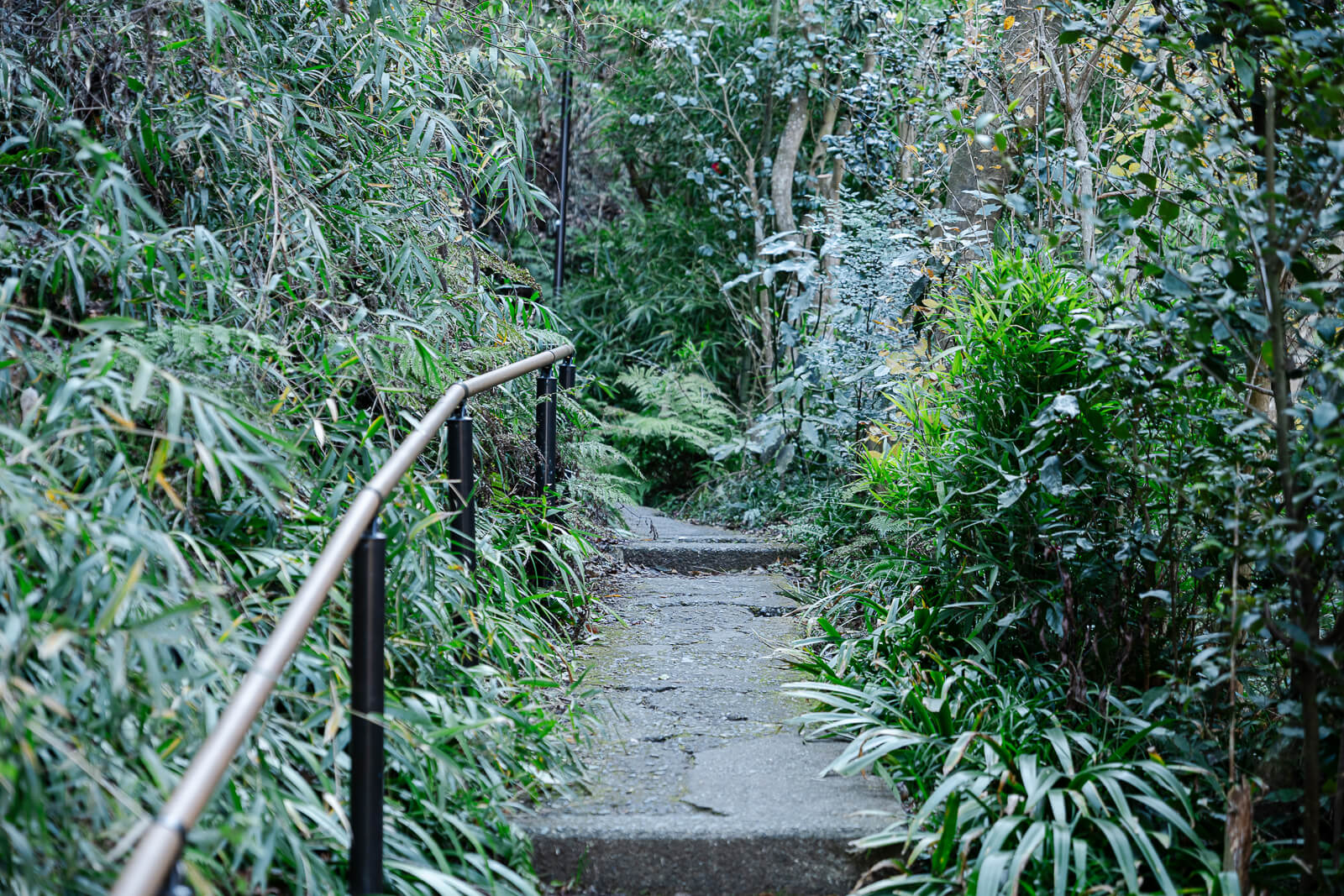 Steps and handrail through winter vegetation on the Daibutsu Hiking Course