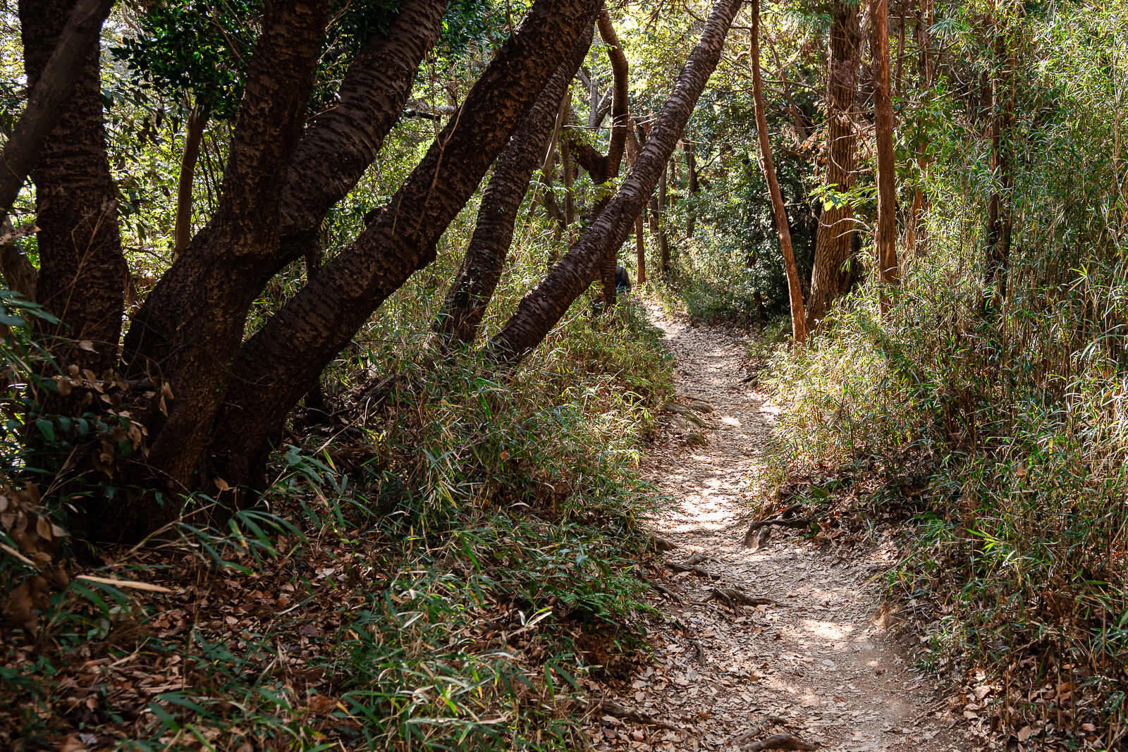 Winter forest path beneath trees on the Daibutsu Hiking Course in Kamakura