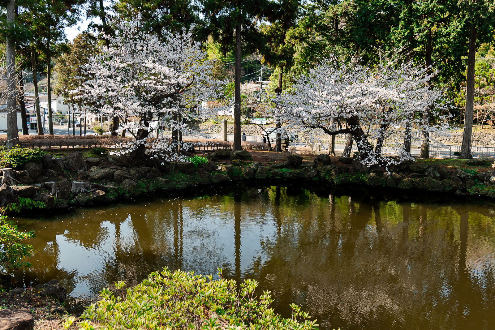 Cherry trees blooming beside the pond outside Engaku-ji Temple in Kita-Kamakura