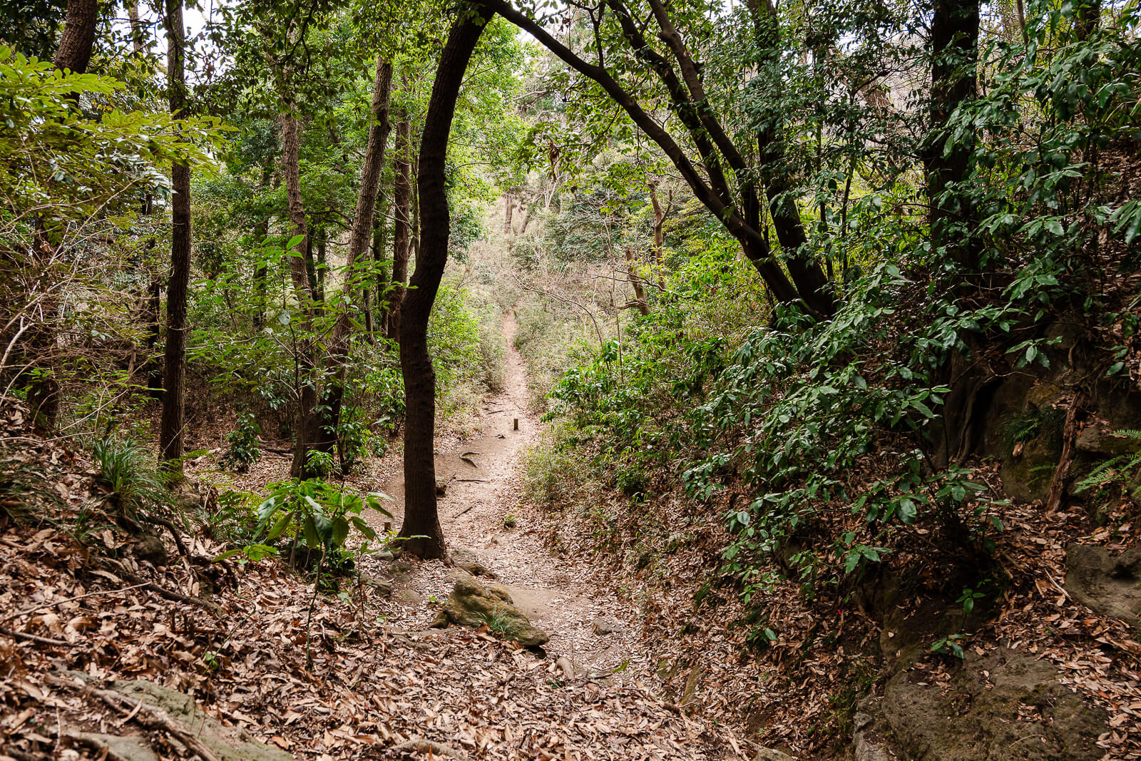 Narrow dirt trail continuing through winter woodland along the Ten-en ridge