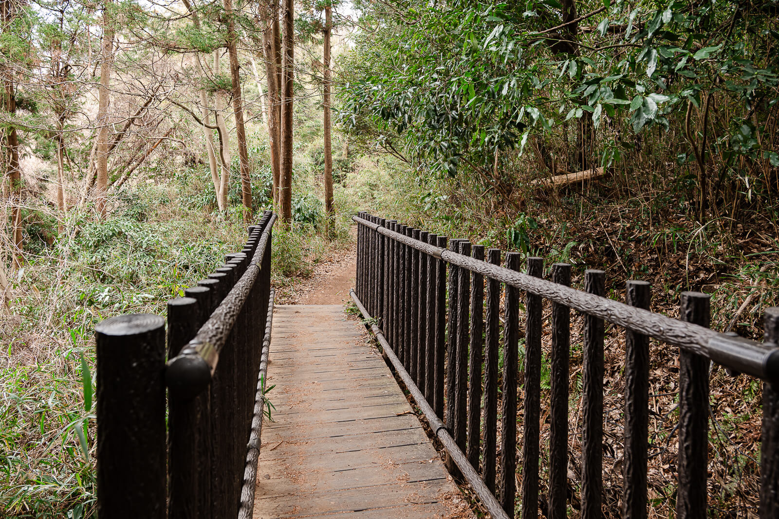 Elevated wooden walkway carrying the Ten-en Hiking Course through the forest