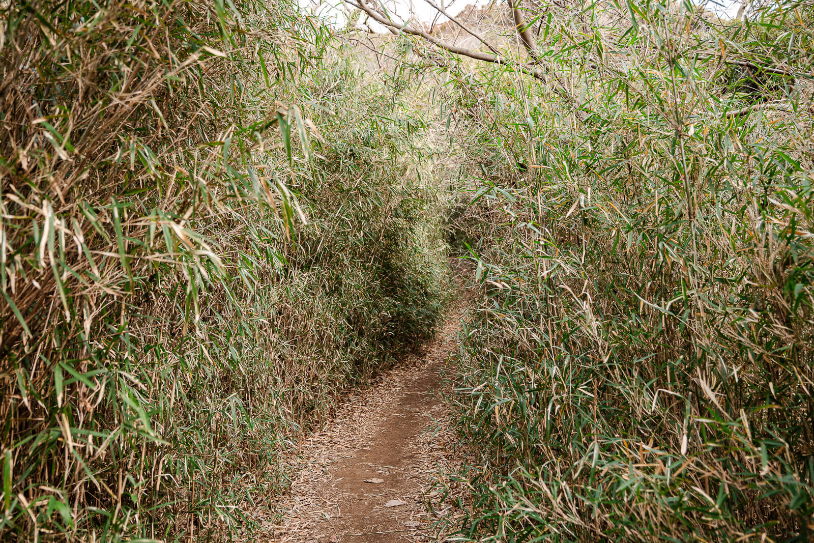 Narrow Ten-en hiking trail passing through dense winter vegetation in Kamakura