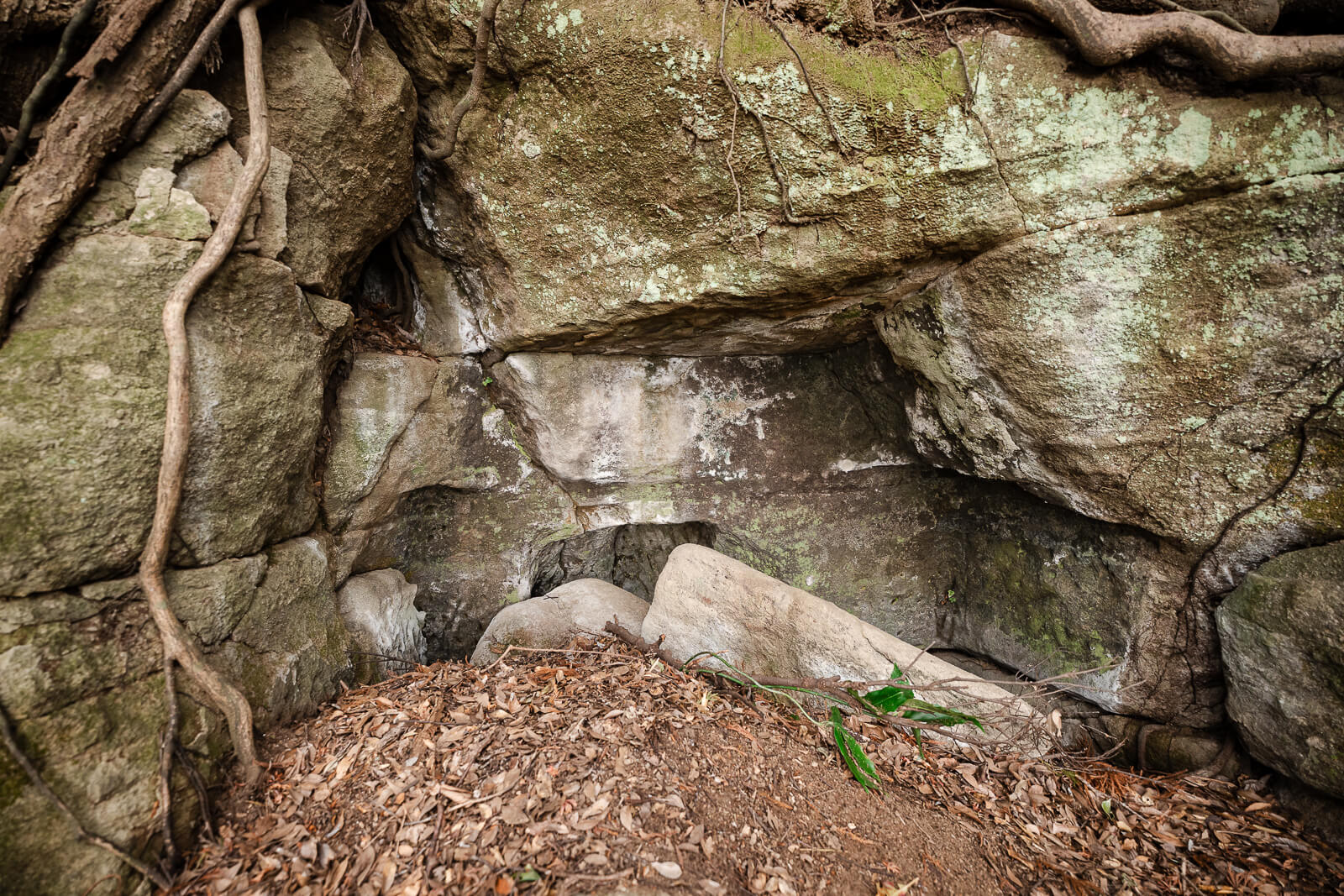 ree roots and weathered rock surrounding Hyakuhachi Yagura burial caves in Kamakura