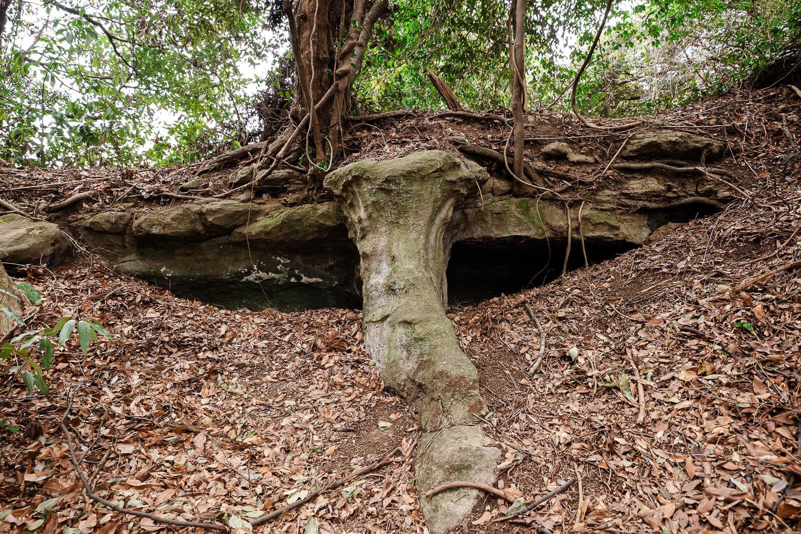 Yagura burial cave beneath a tree in the wooded Hyakuhachi Yagura complex
