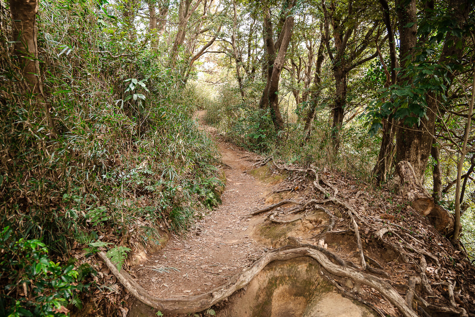 Exposed tree roots crossing the uneven Ten-en Hiking Course in the Kamakura Alps
