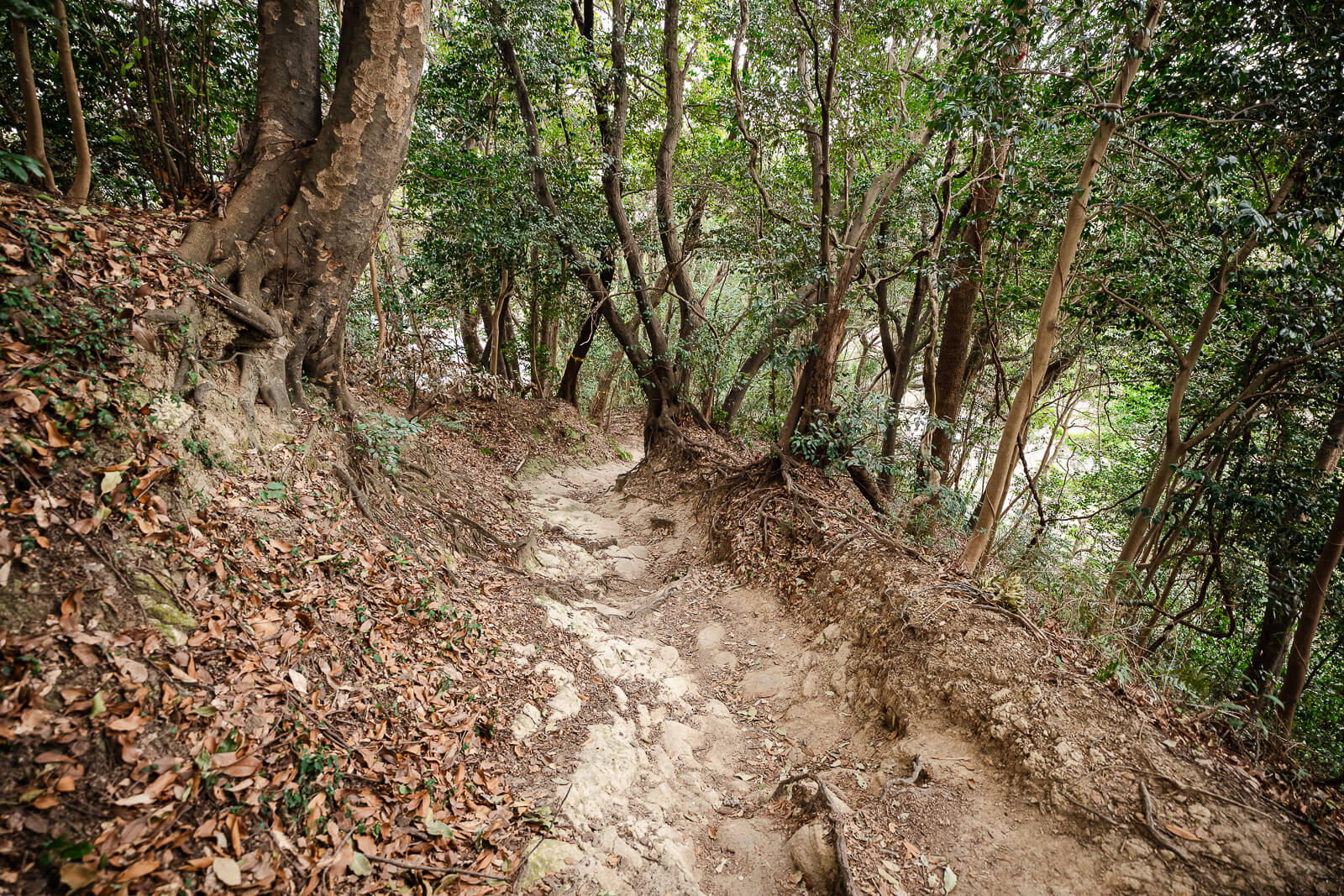 Deeply worn rocky trail descending through woodland on the Ten-en Hiking Course