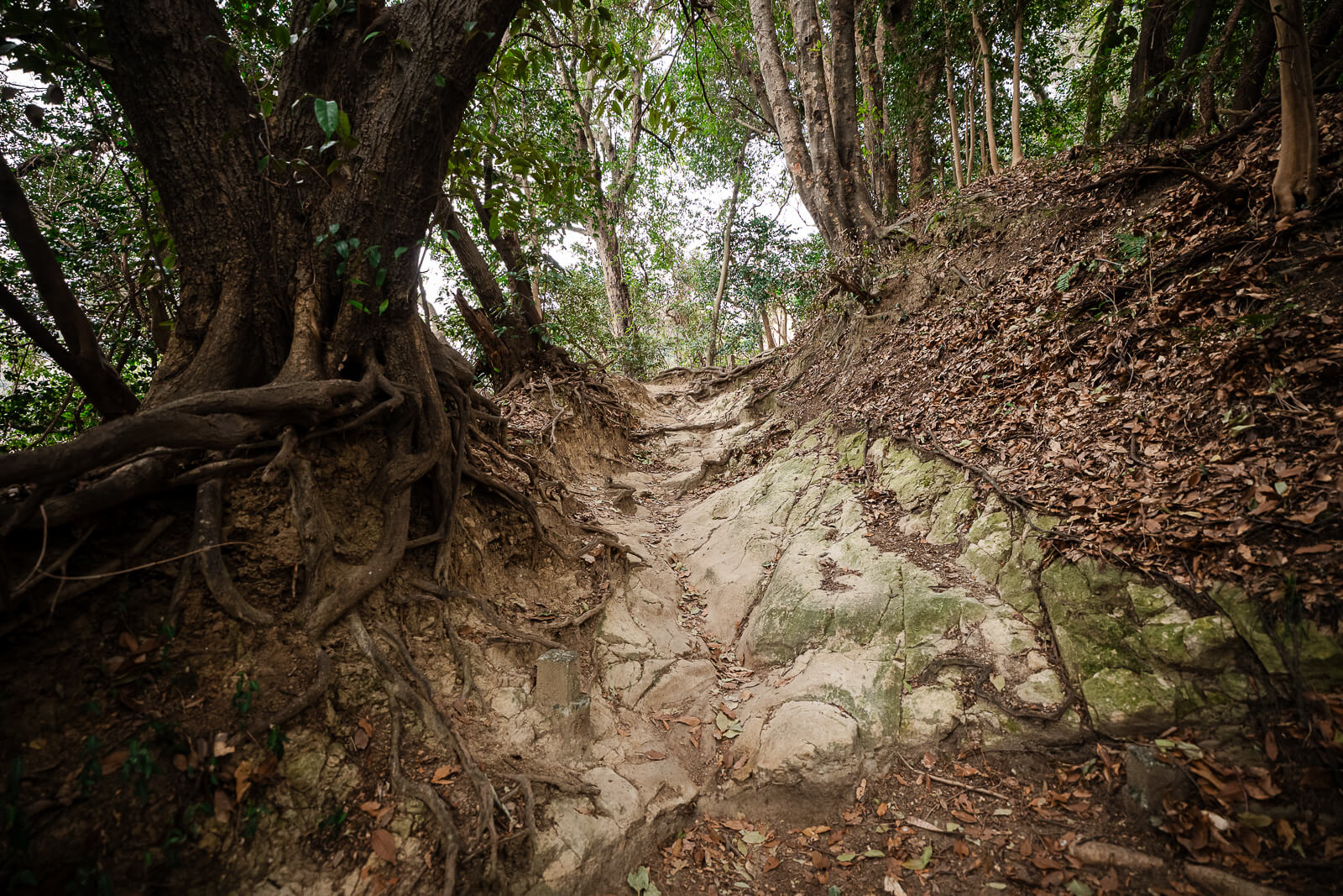 Exposed tree roots covering a steep section of the Ten-en Hiking Course near its eastern end