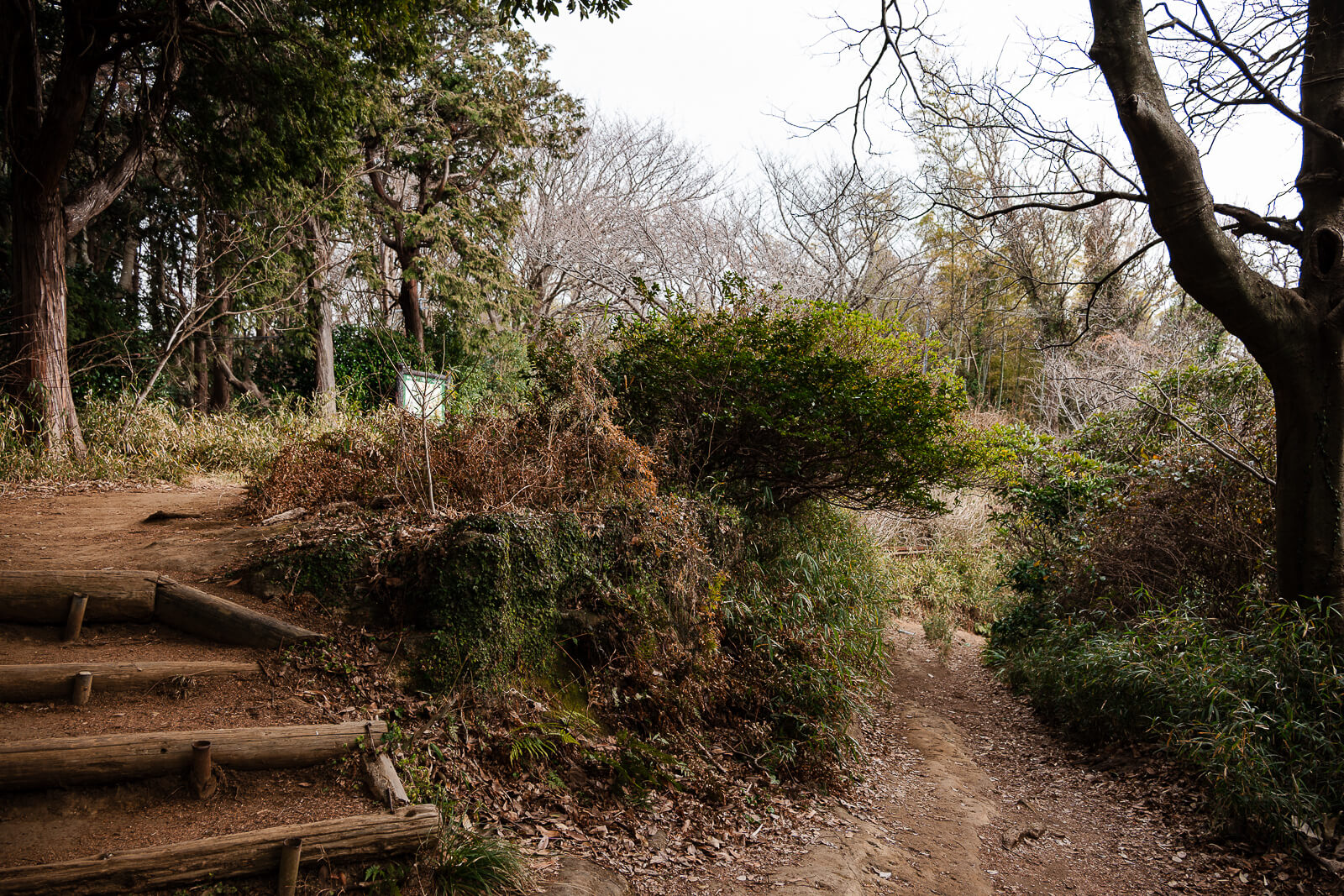 Woodland trail splitting beside stone steps along the Ten-en Hiking Course