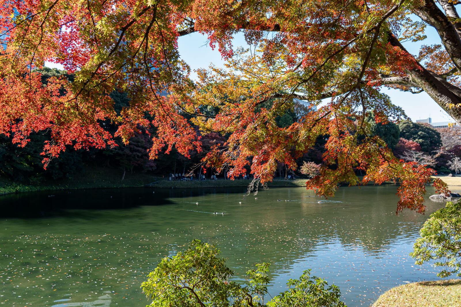 Orange and red maple branches hang above Koishikawa Korakuen’s pond, framing the darker water and trees across it.