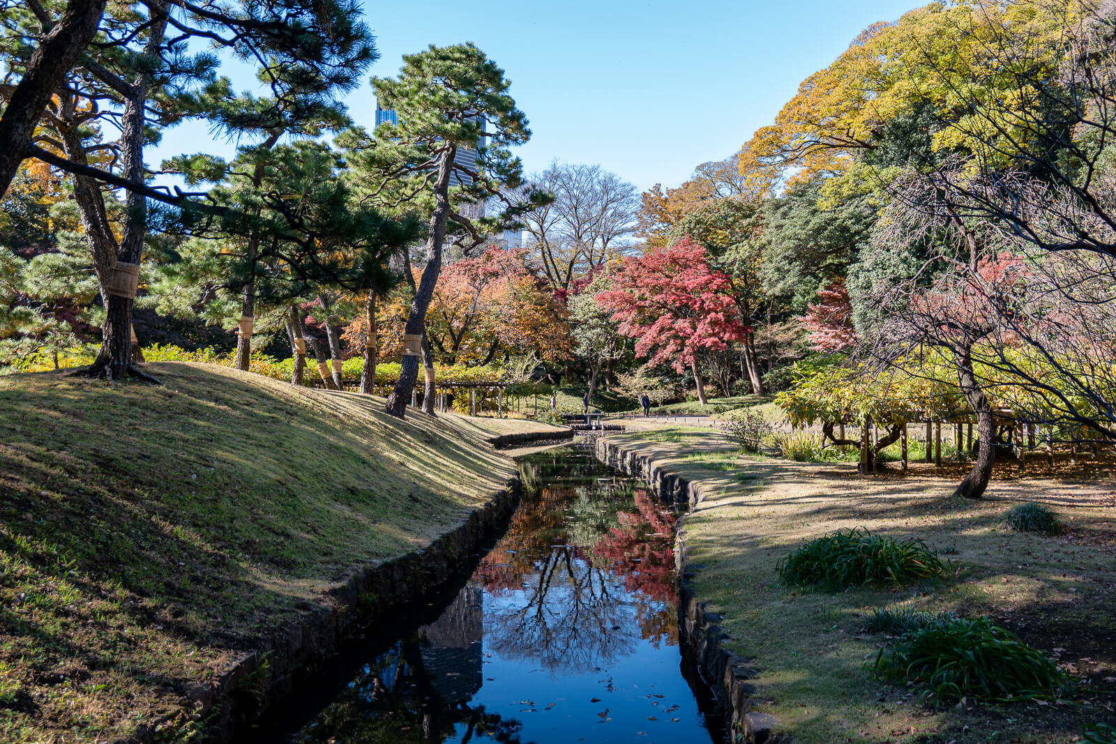 Pine trees and red maples line a gently sloping path at Koishikawa Korakuen, with layered garden scenery under blue sky.