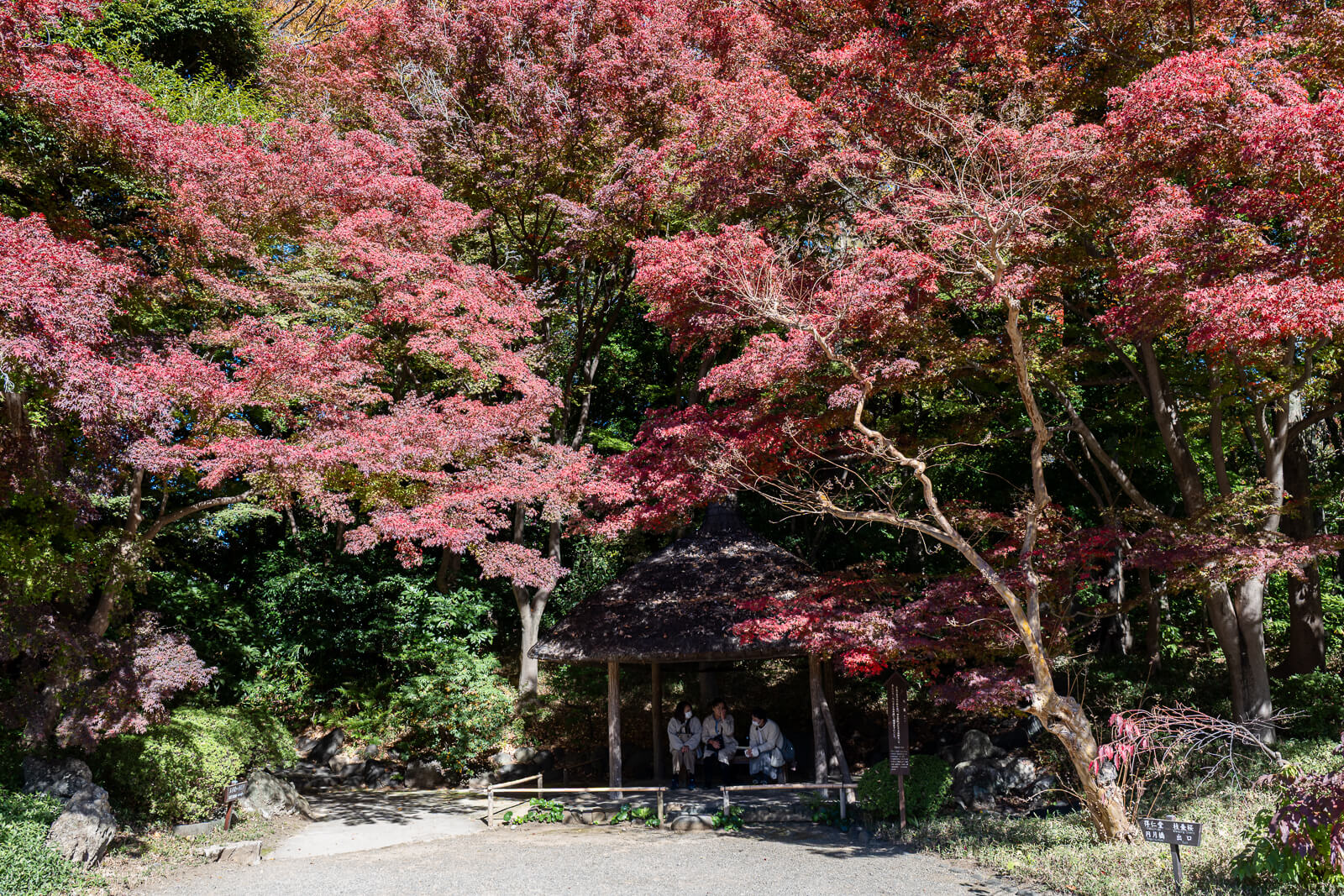 Pink and red maple foliage fills the frame at Koishikawa Korakuen, showing dense autumn color among branches near the pond.