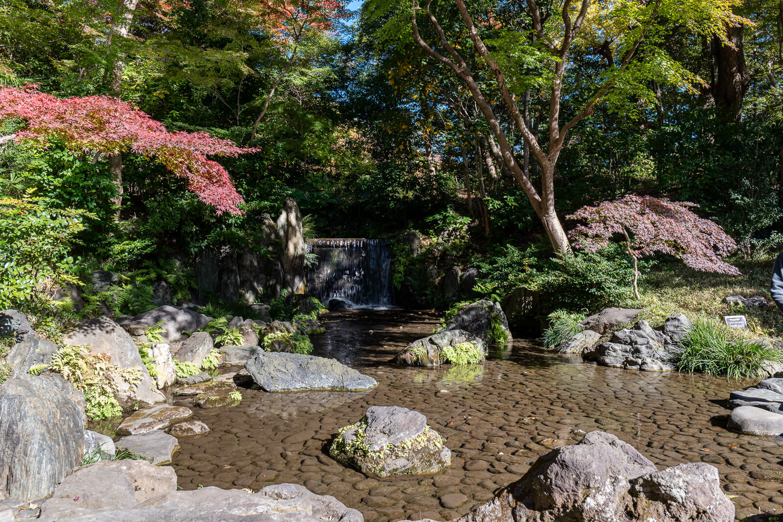 A shaded cascade flows through rocks and greenery at Koishikawa Korakuen, with red autumn leaves edging the water in Tokyo.