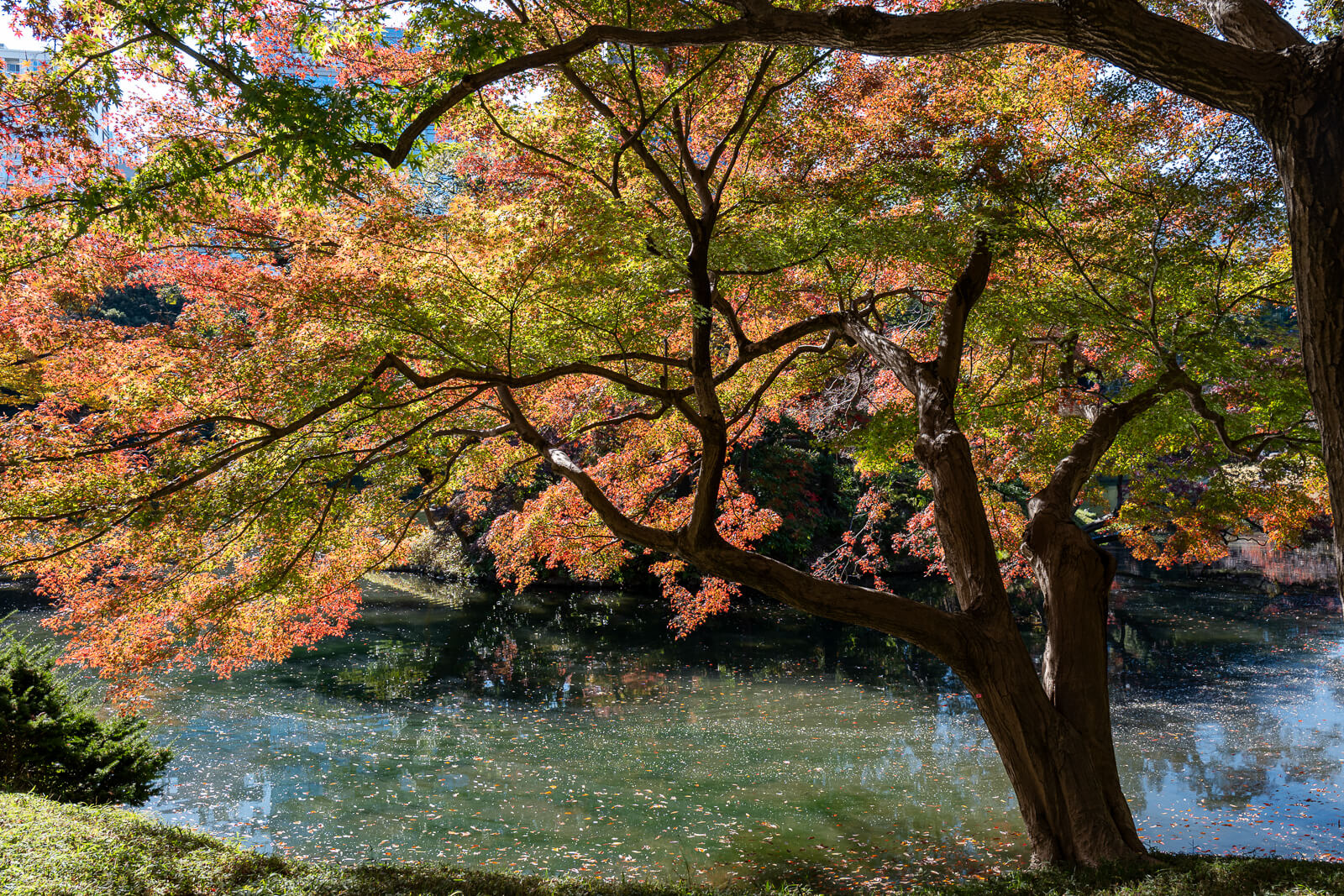 Sunlit maple branches form a canopy of orange, yellow, and green leaves above a path at Koishikawa Korakuen.