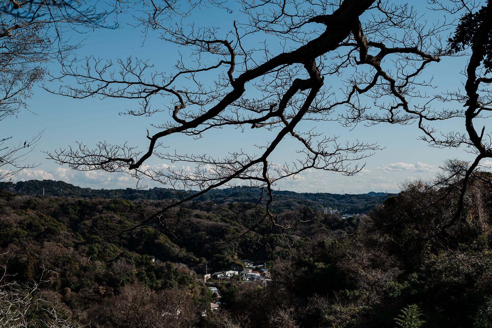 Bare winter branches frame a view across the Kamakura hills from near Kuzuharaoka Shrine