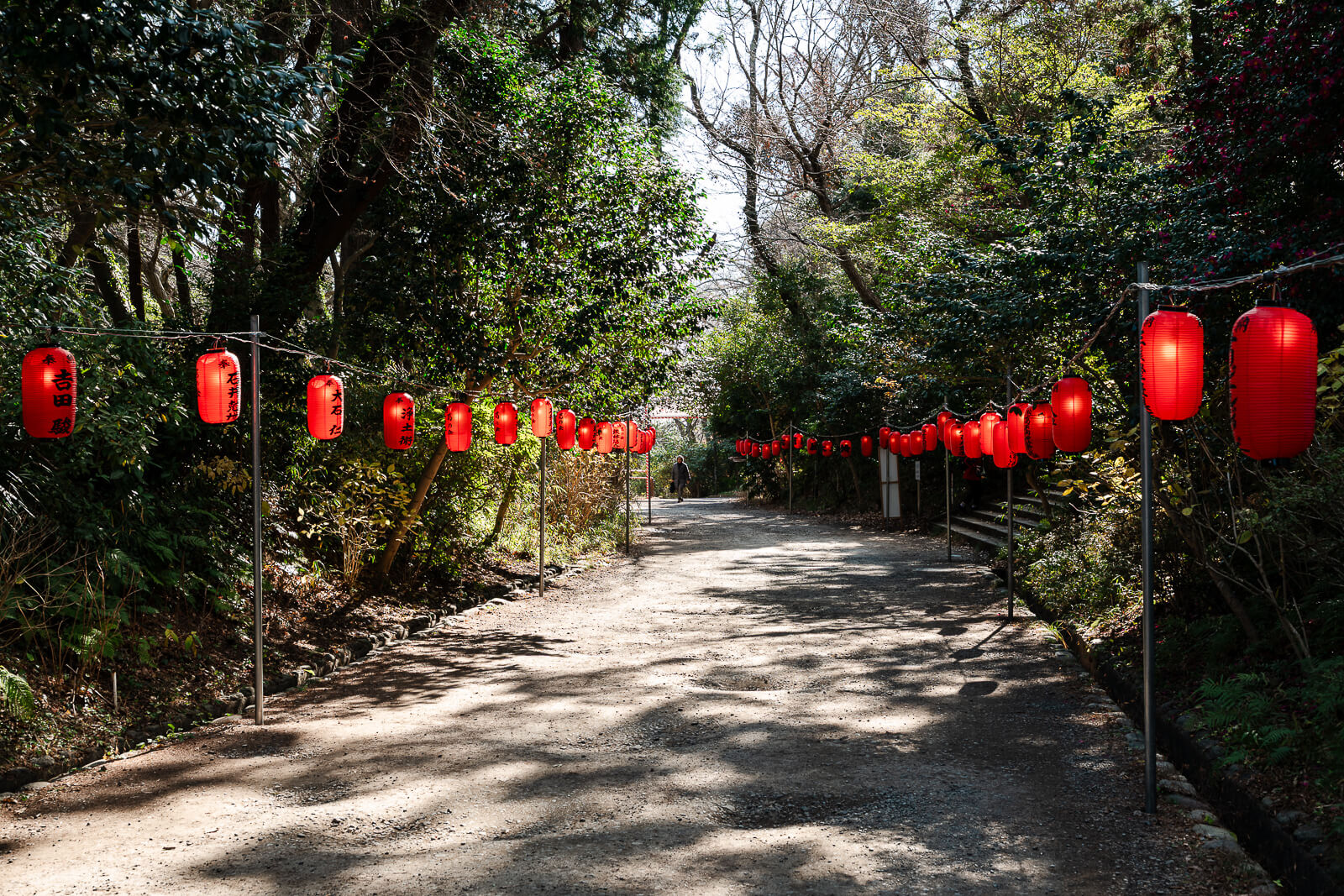 Red lanterns line the wooded road leaving Kuzuharaoka Shrine in winter