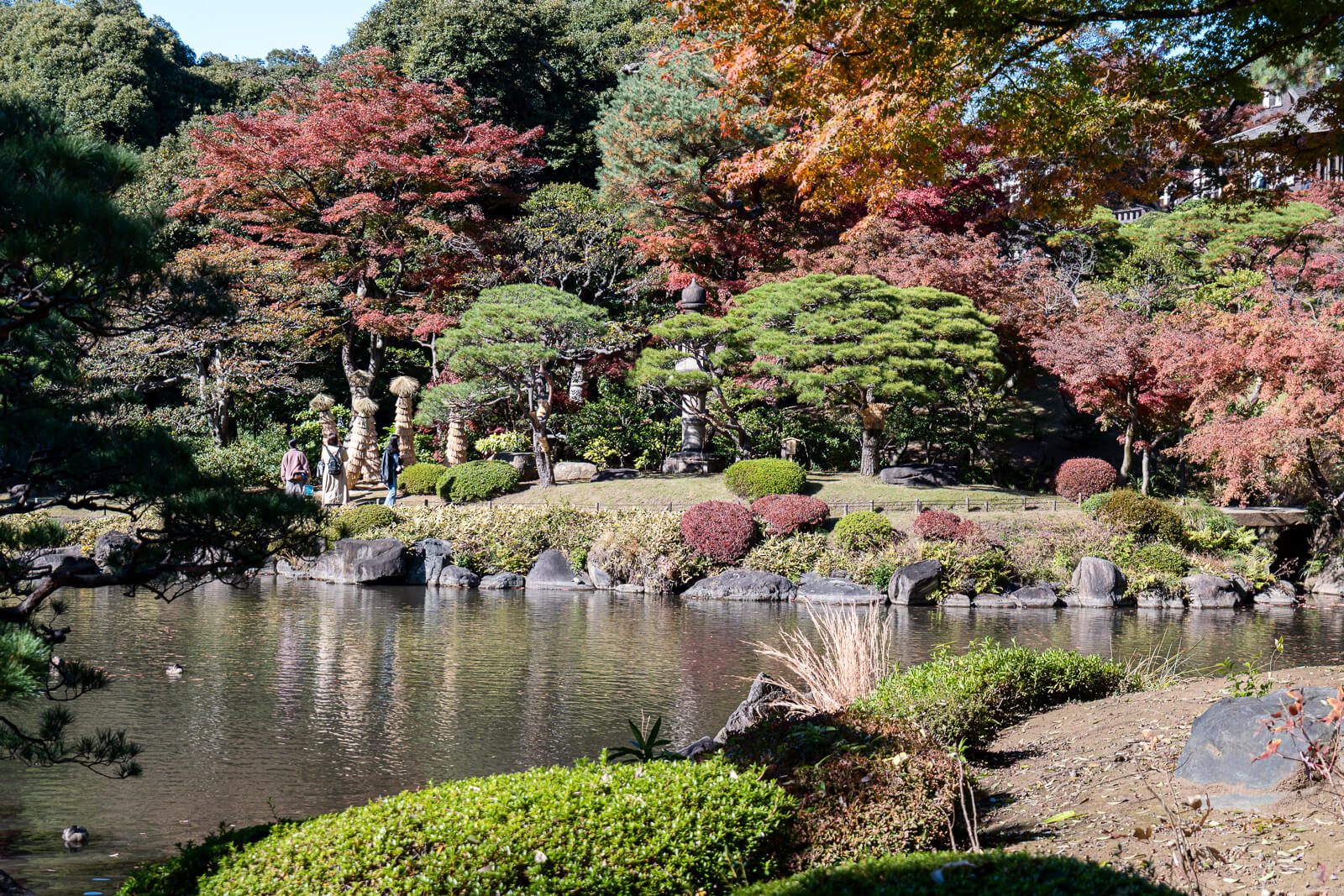 Manicured pines, stones, and autumn trees border the pond in Kyu-Furukawa Gardens’ Japanese garden under a bright sky.