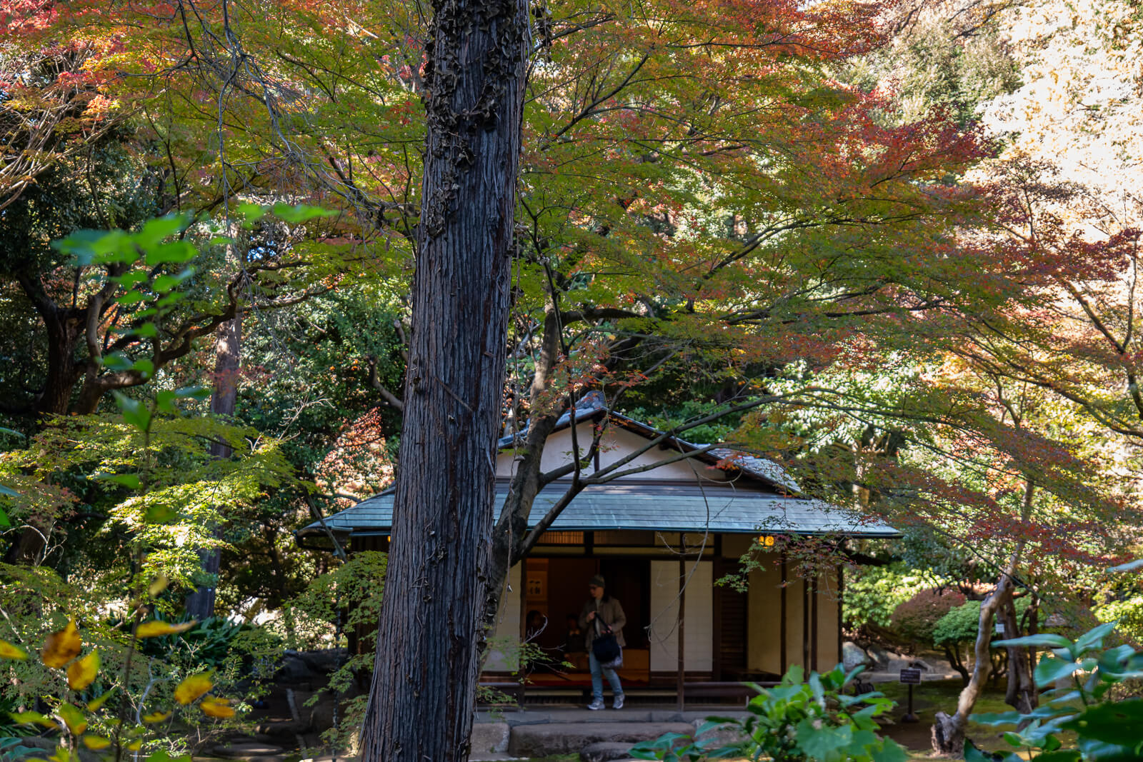 Autumn leaves spread above a traditional garden building at Kyu-Furukawa Gardens, adding orange and green color to the roofline.